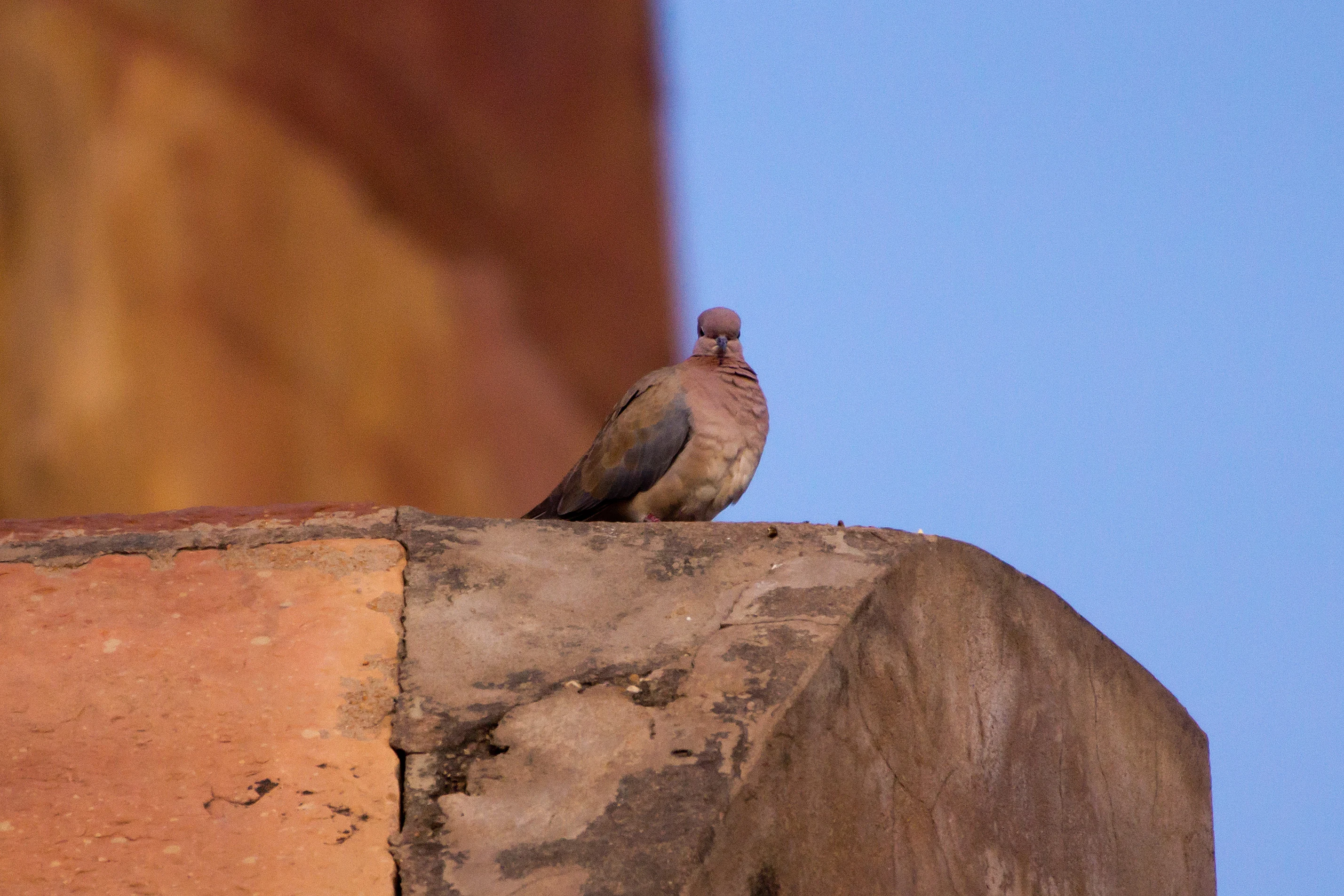 Laughing Dove, Red Fort, Uttar Pradesh, India — photo by Jim Bennett