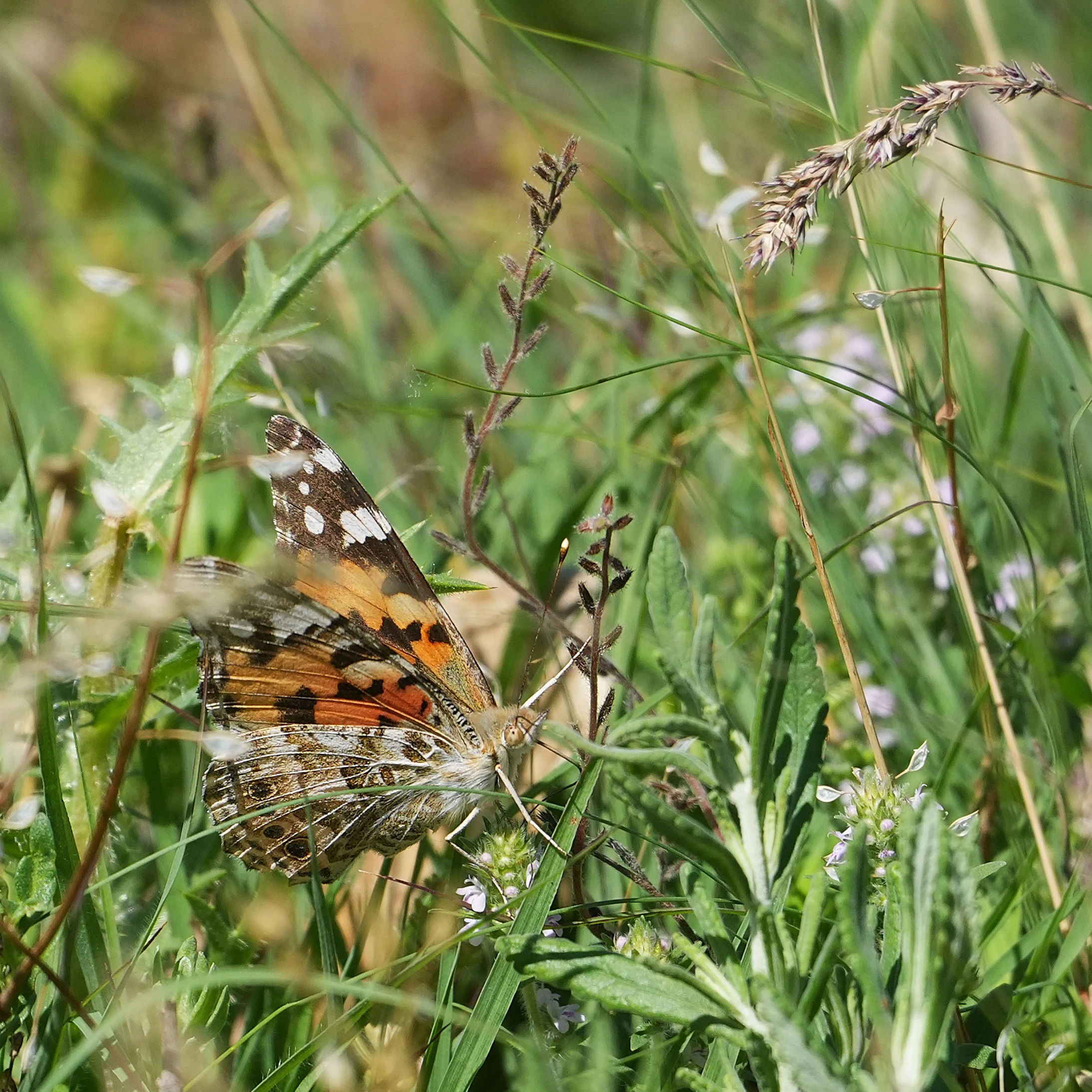 Painted Lady, Parches, Romania — photo by Jim Bennett