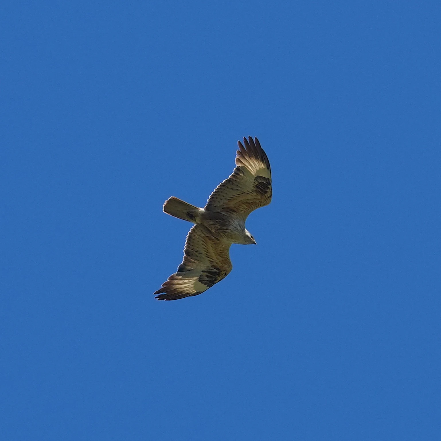 Long-legged Buzzard, Parches, Romania — photo by Jim Bennett
