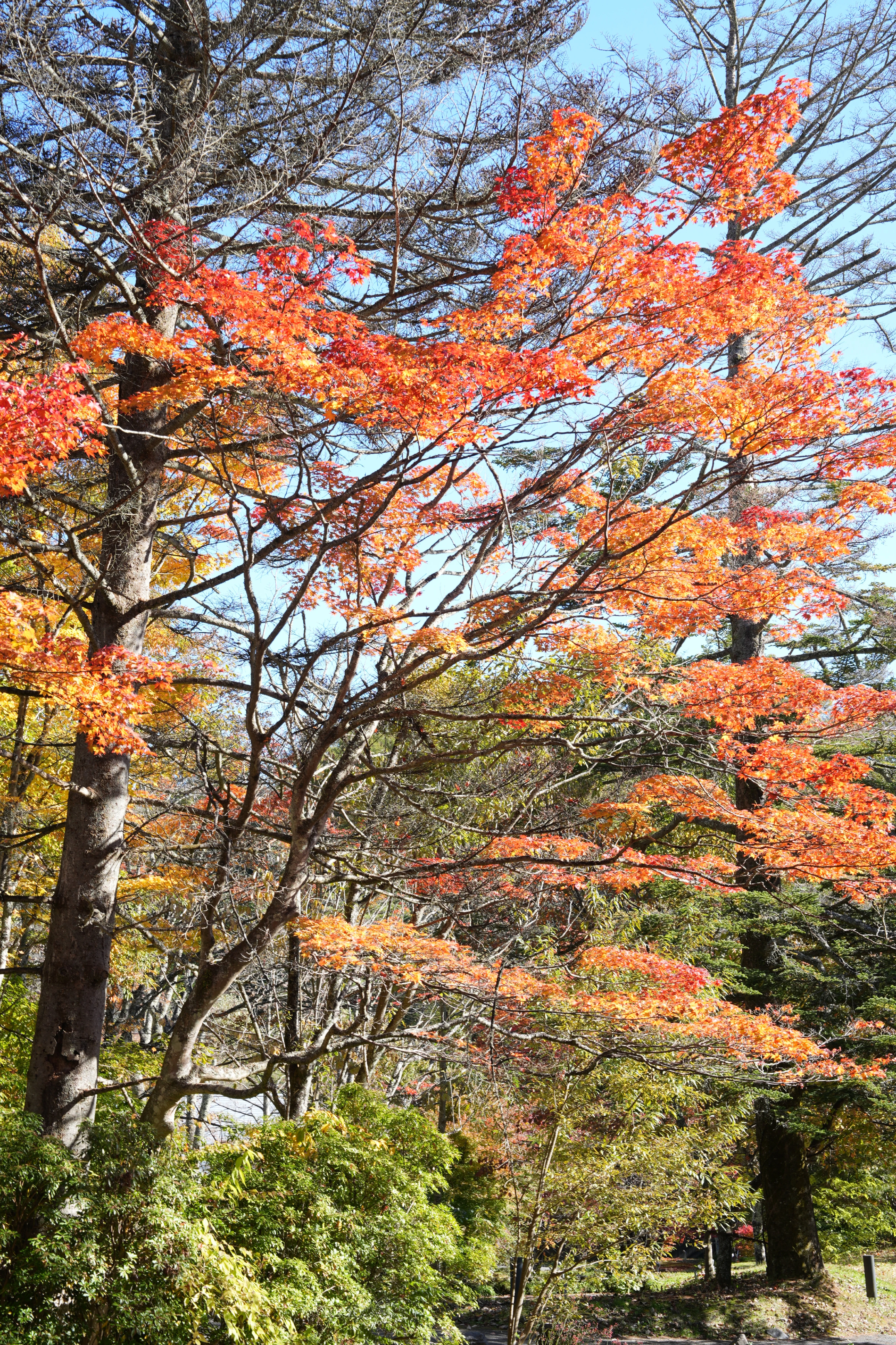 DSC08020, Hoshinoya Karuizawa, Japan — photo by Jim Bennett