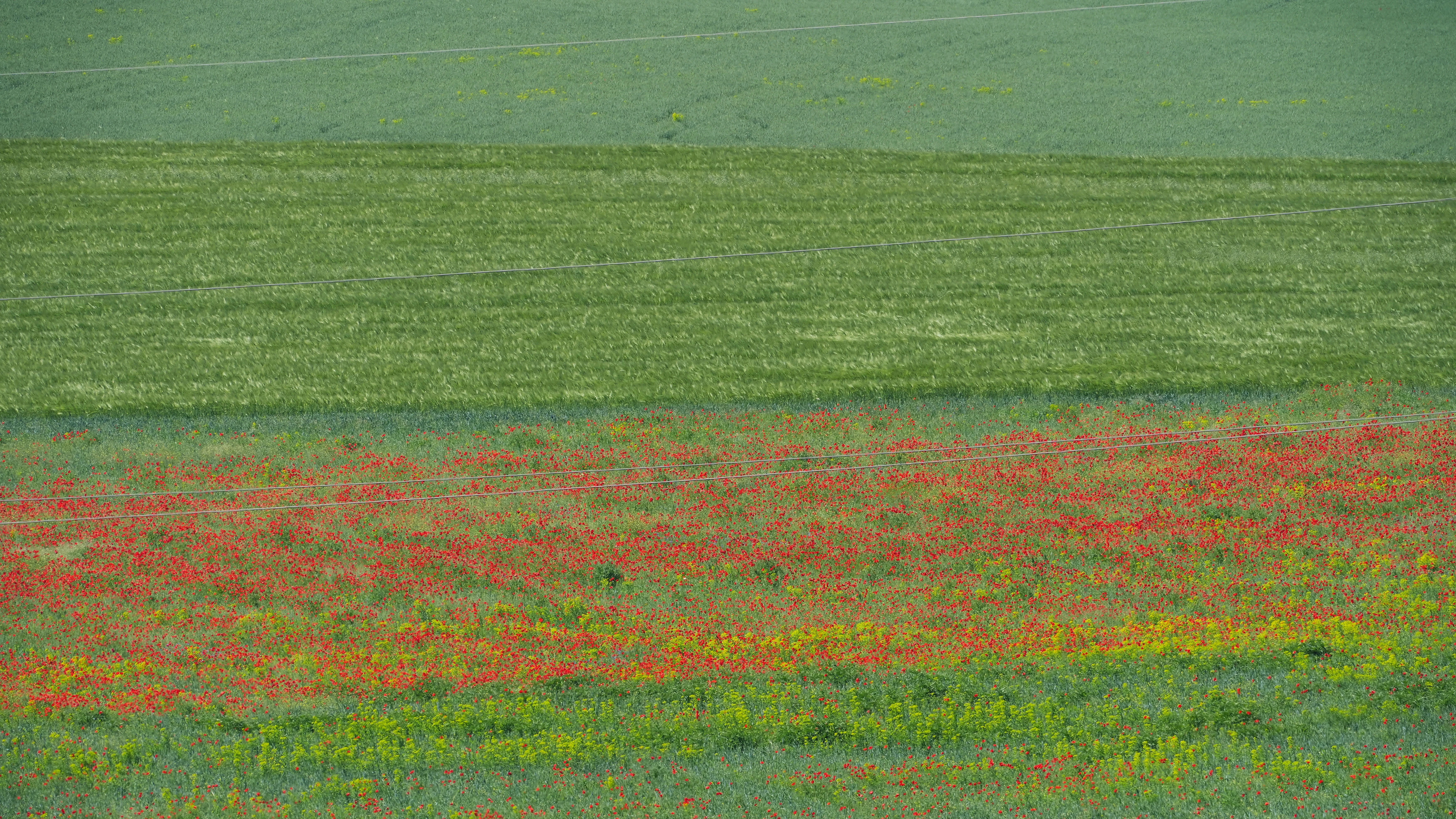 Poppies, Parches, Romania — photo by Jim Bennett