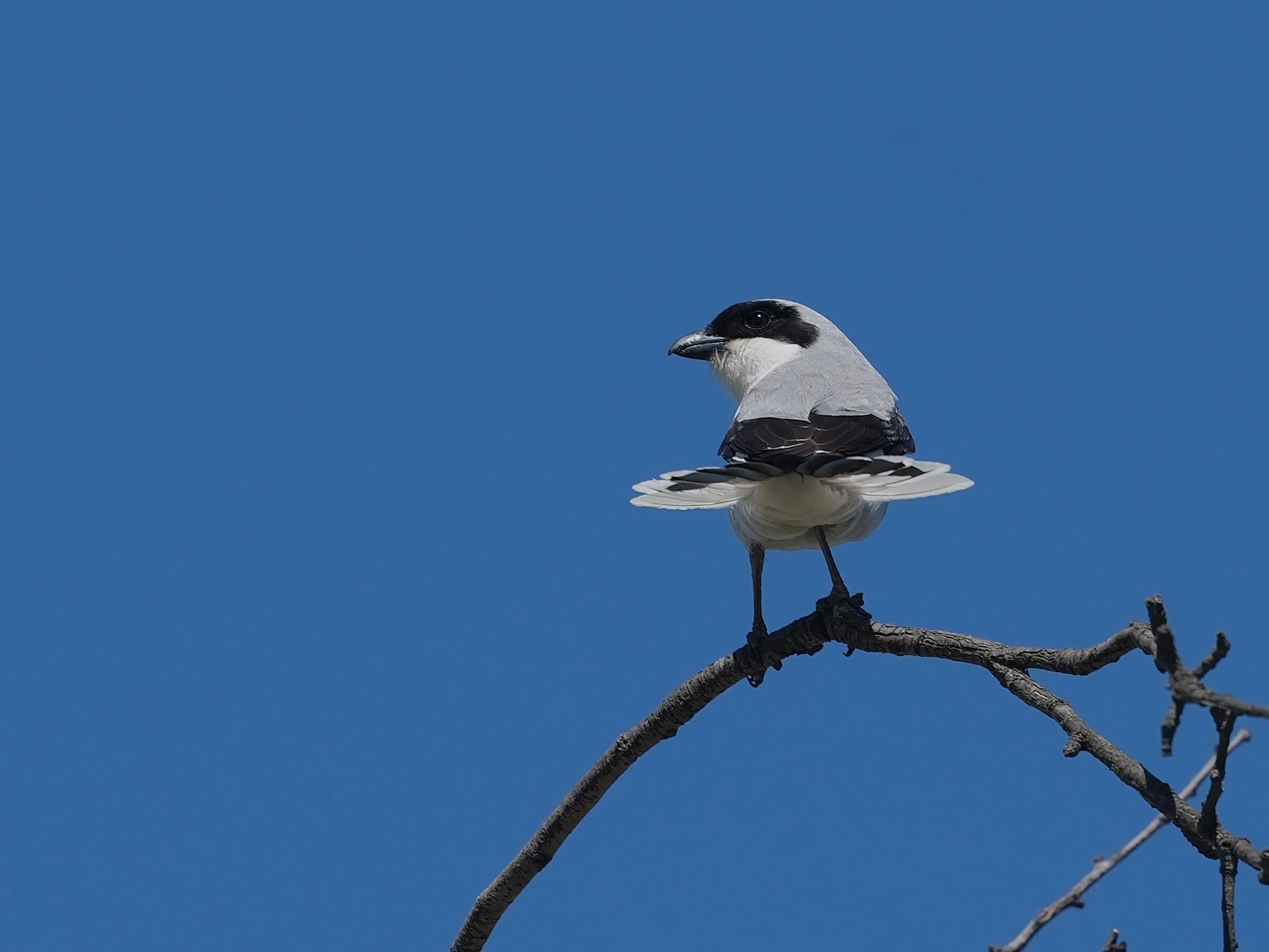 Lesser Grey Shrike, Parches, Romania — photo by Jim Bennett