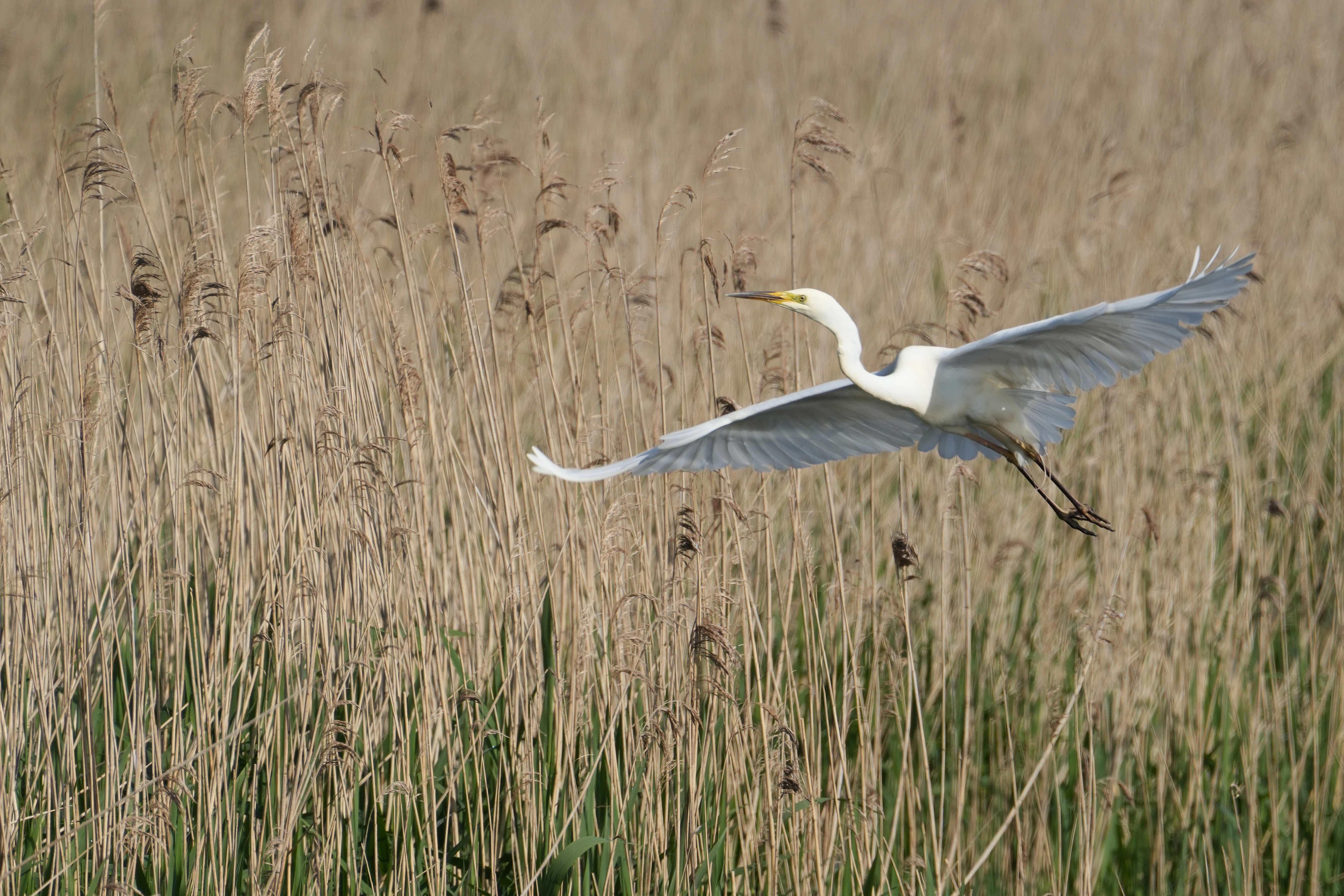 Great Egret, Ham Wall, Somerset, UK — photo by Jim Bennett