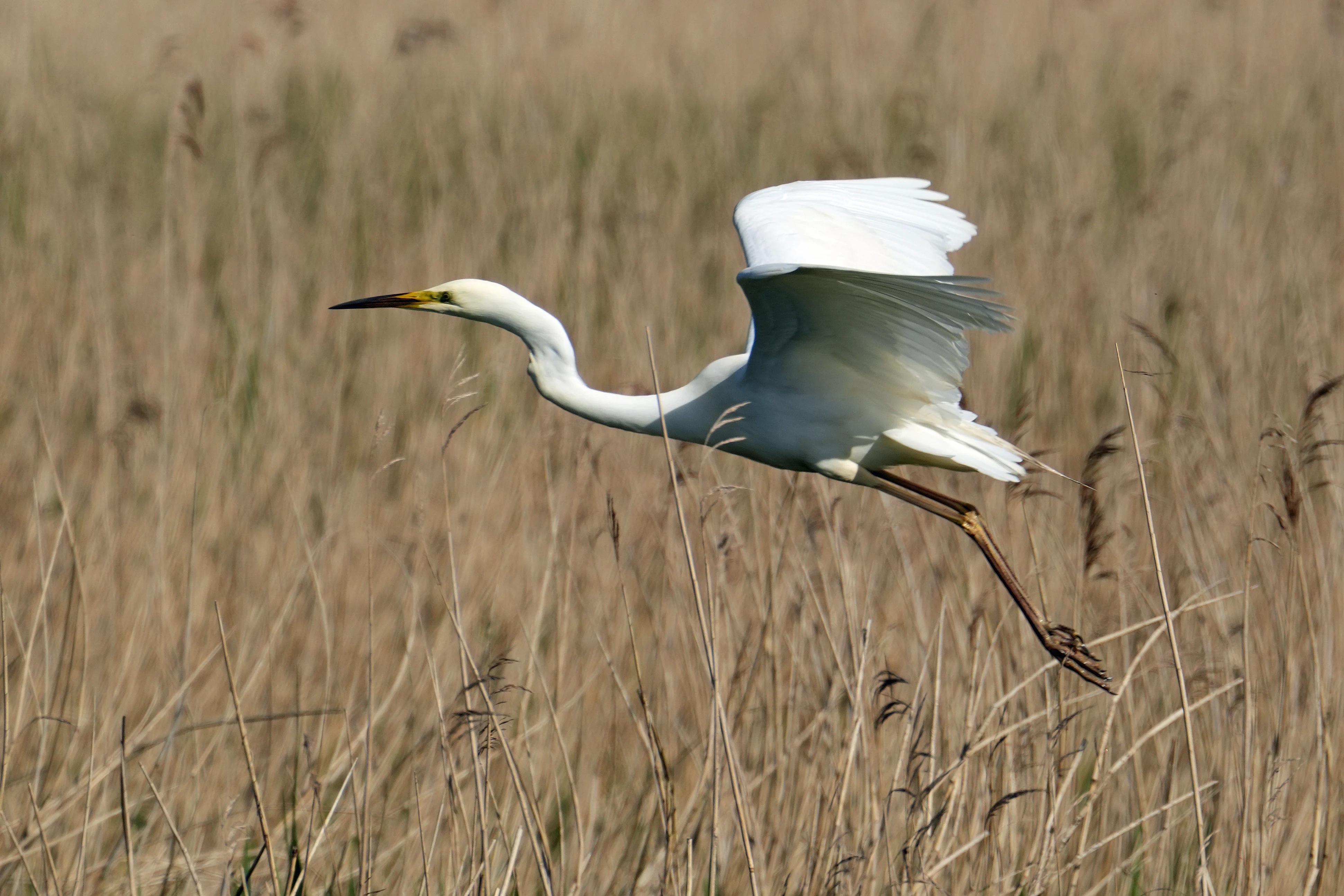 Great Egret, Ham Wall, Somerset, UK — photo by Jim Bennett