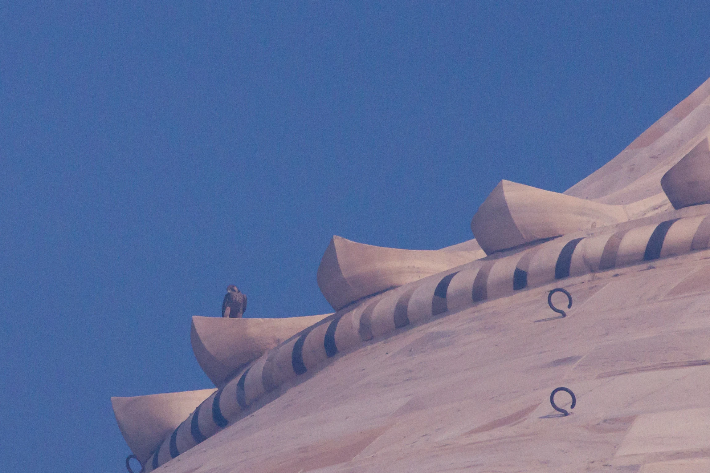 Peregrine Falcon, Taj Mahal, Uttar Pradesh, India — photo by Jim Bennett