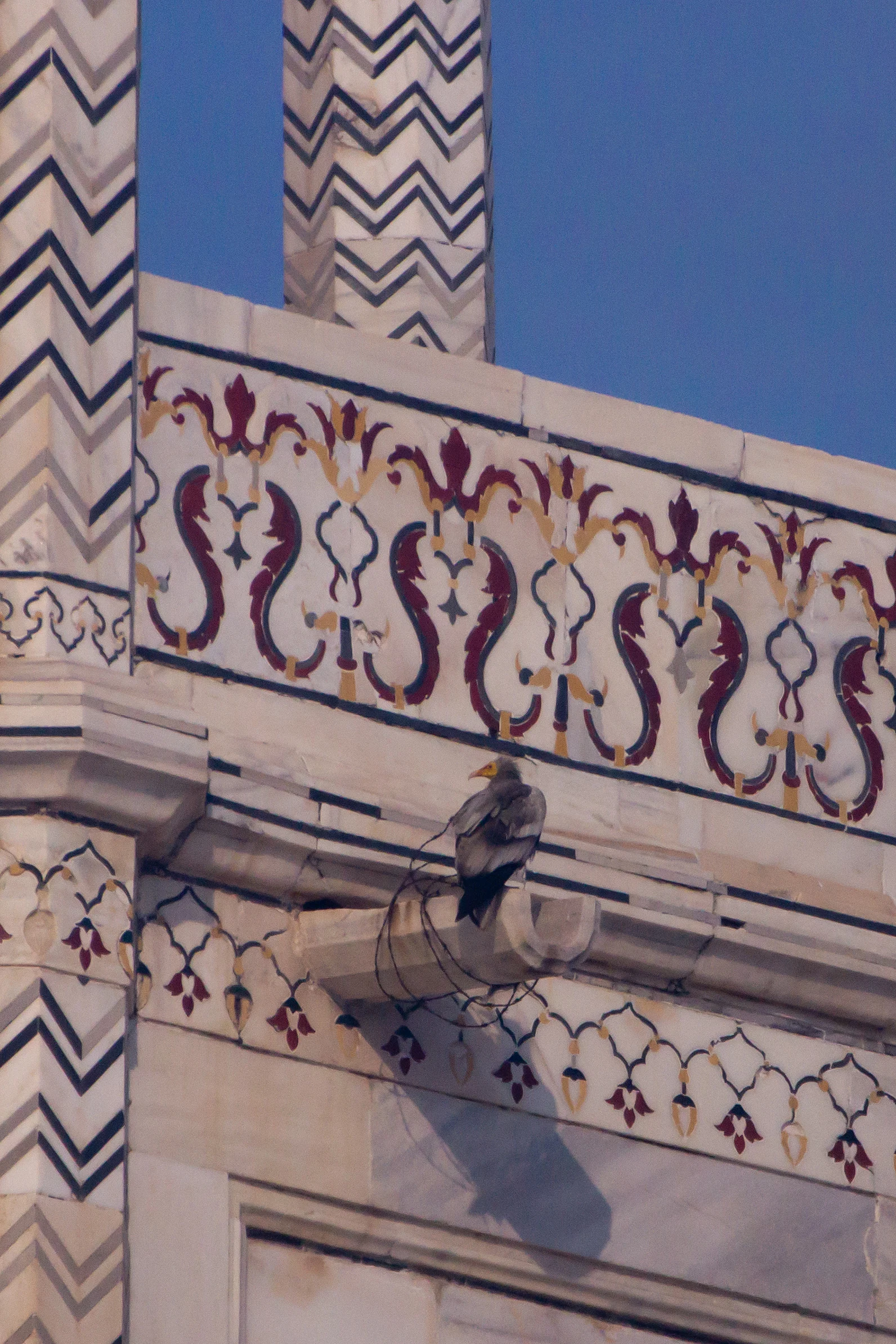 Egyptian Vulture, Taj Mahal, Uttar Pradesh, India — photo by Jim Bennett