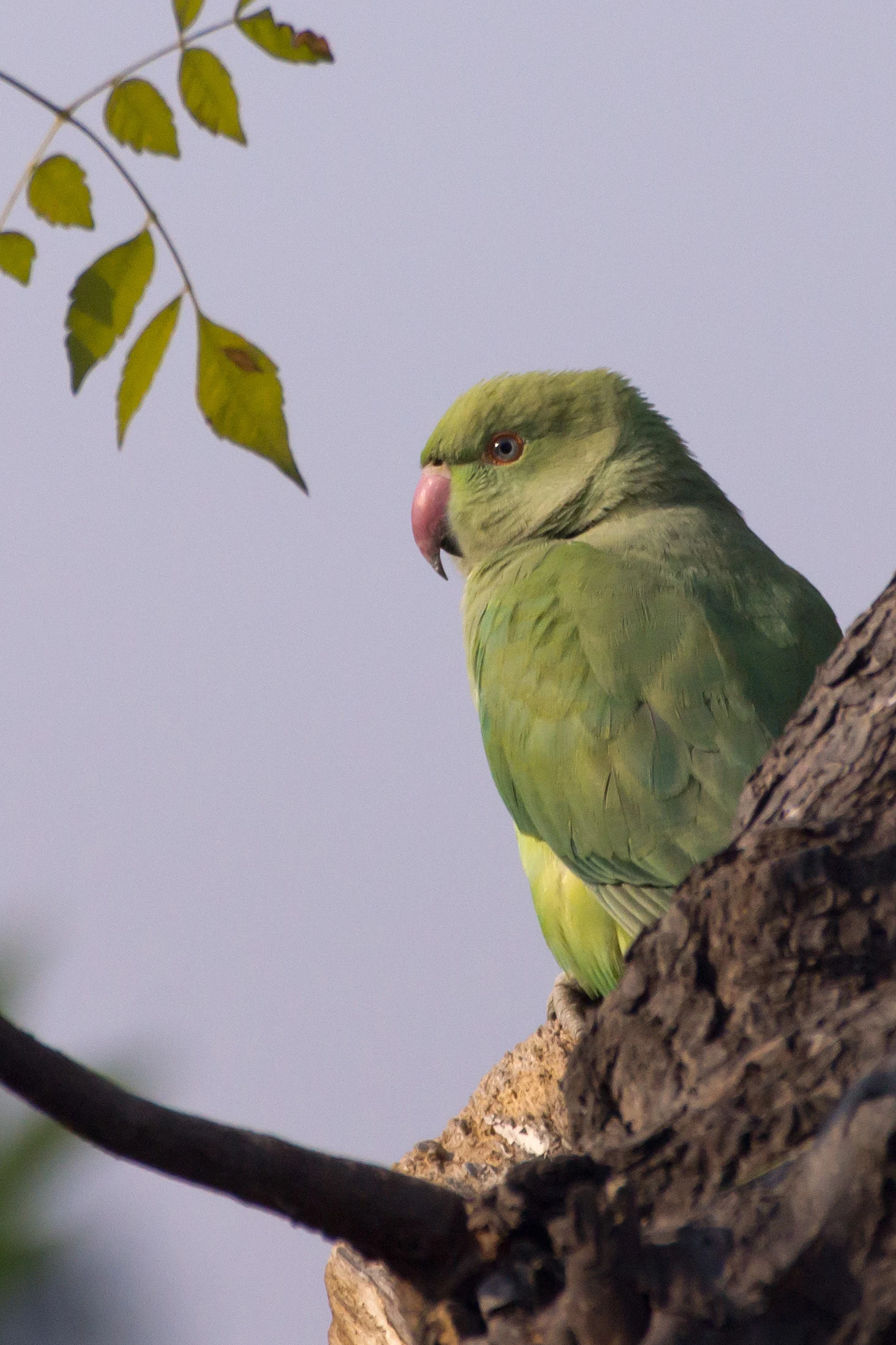 Rose-ringed Parakeet, Taj Mahal, Uttar Pradesh, India — photo by Jim Bennett