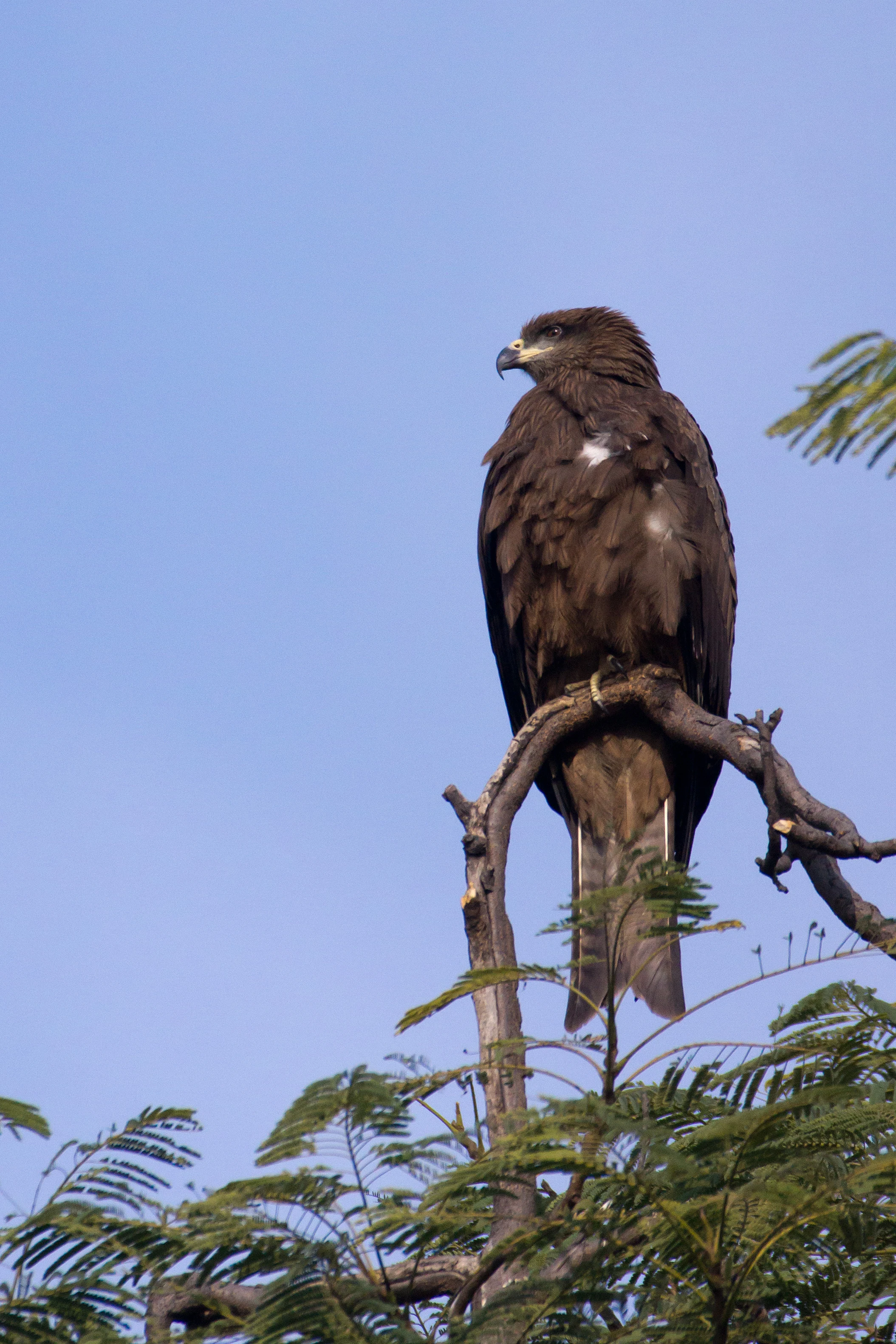 Black Kite, Taj Mahal, Uttar Pradesh, India — photo by Jim Bennett