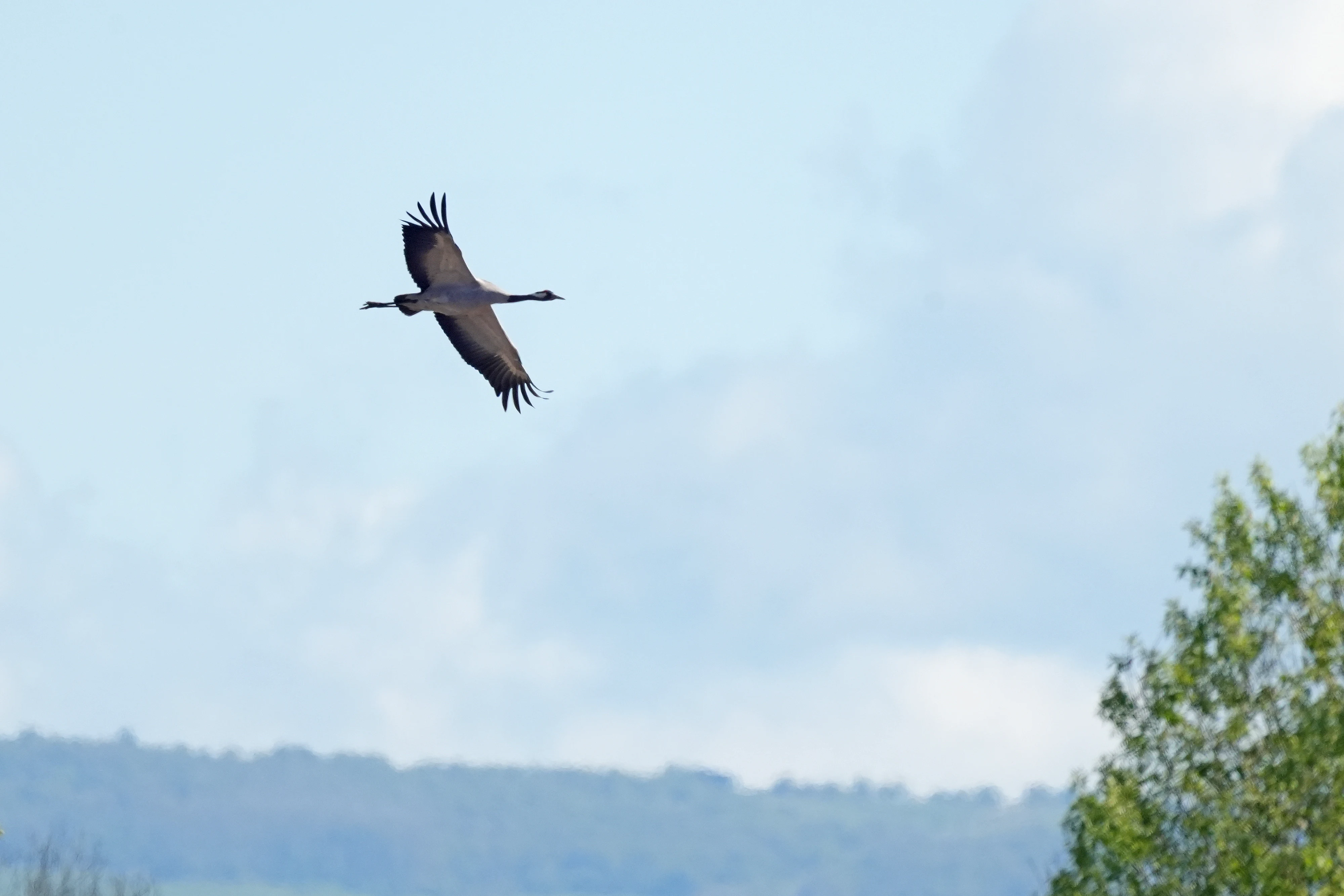 Common Crane, Ham Wall, Somerset, UK — photo by Jim Bennett