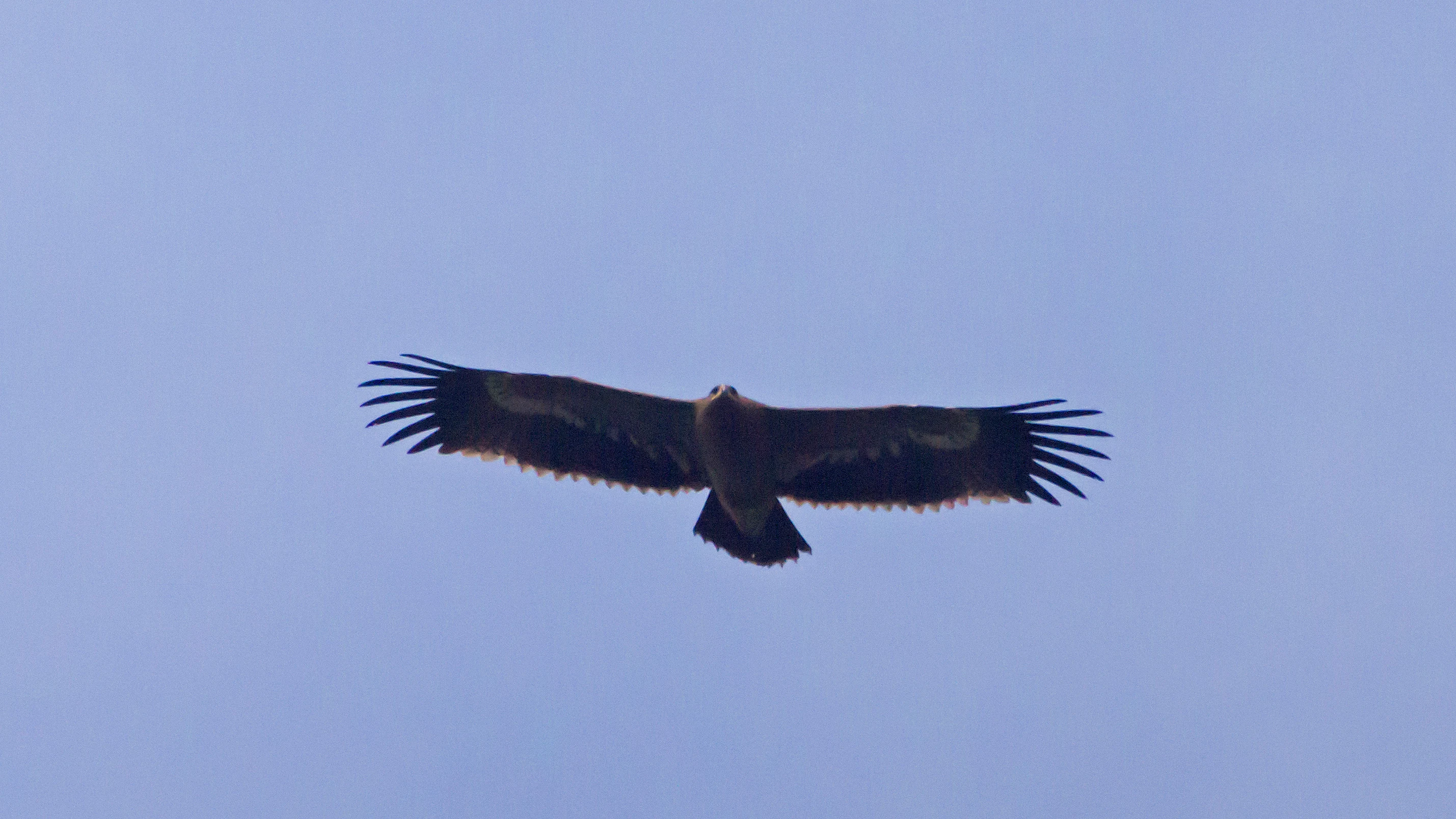 juvenile Steppe Eagle, Chambal Safari Lodge, Uttar Pradesh, India — photo by Jim Bennett