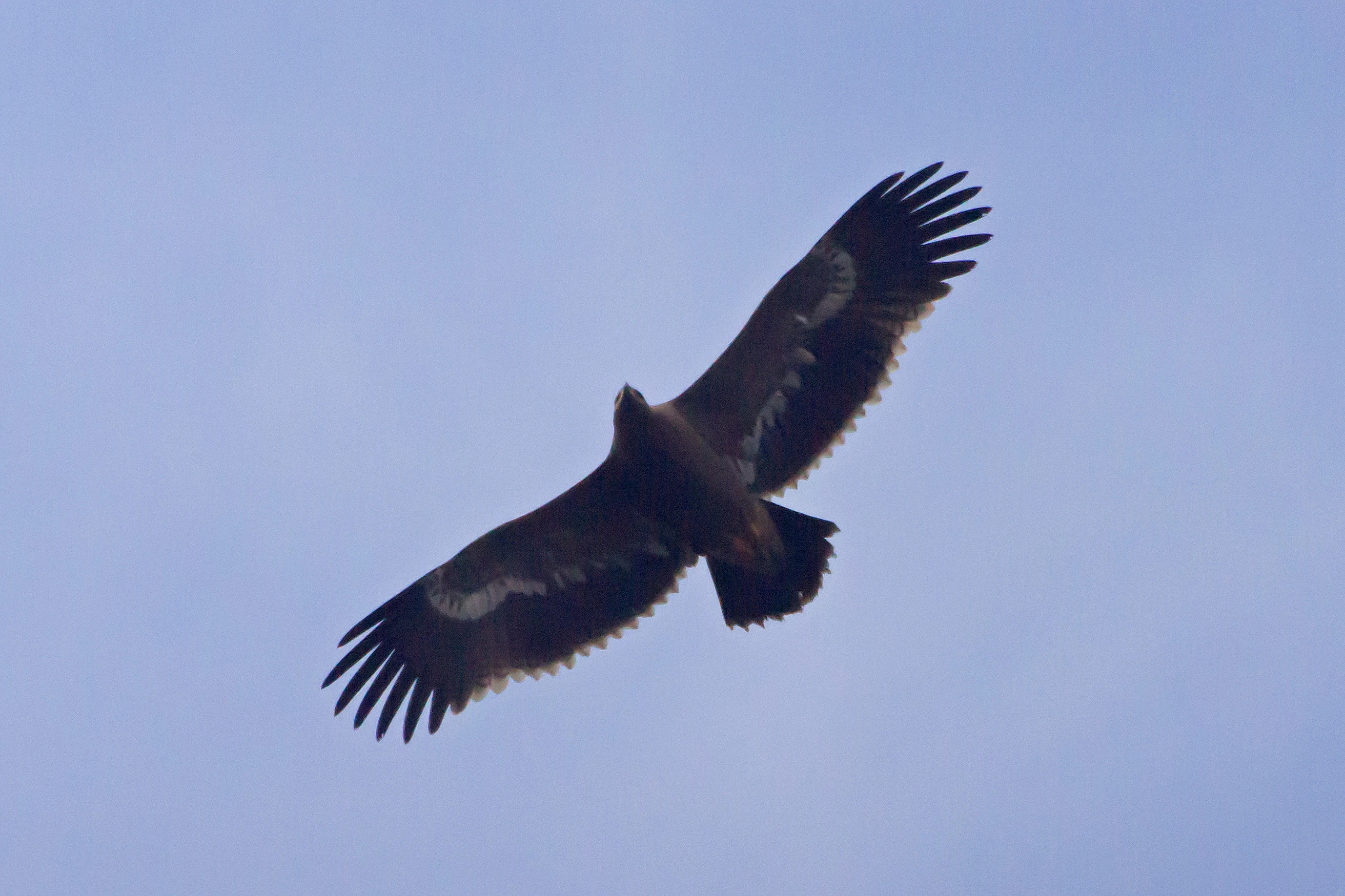juvenile Steppe Eagle, Chambal Safari Lodge, Uttar Pradesh, India — photo by Jim Bennett
