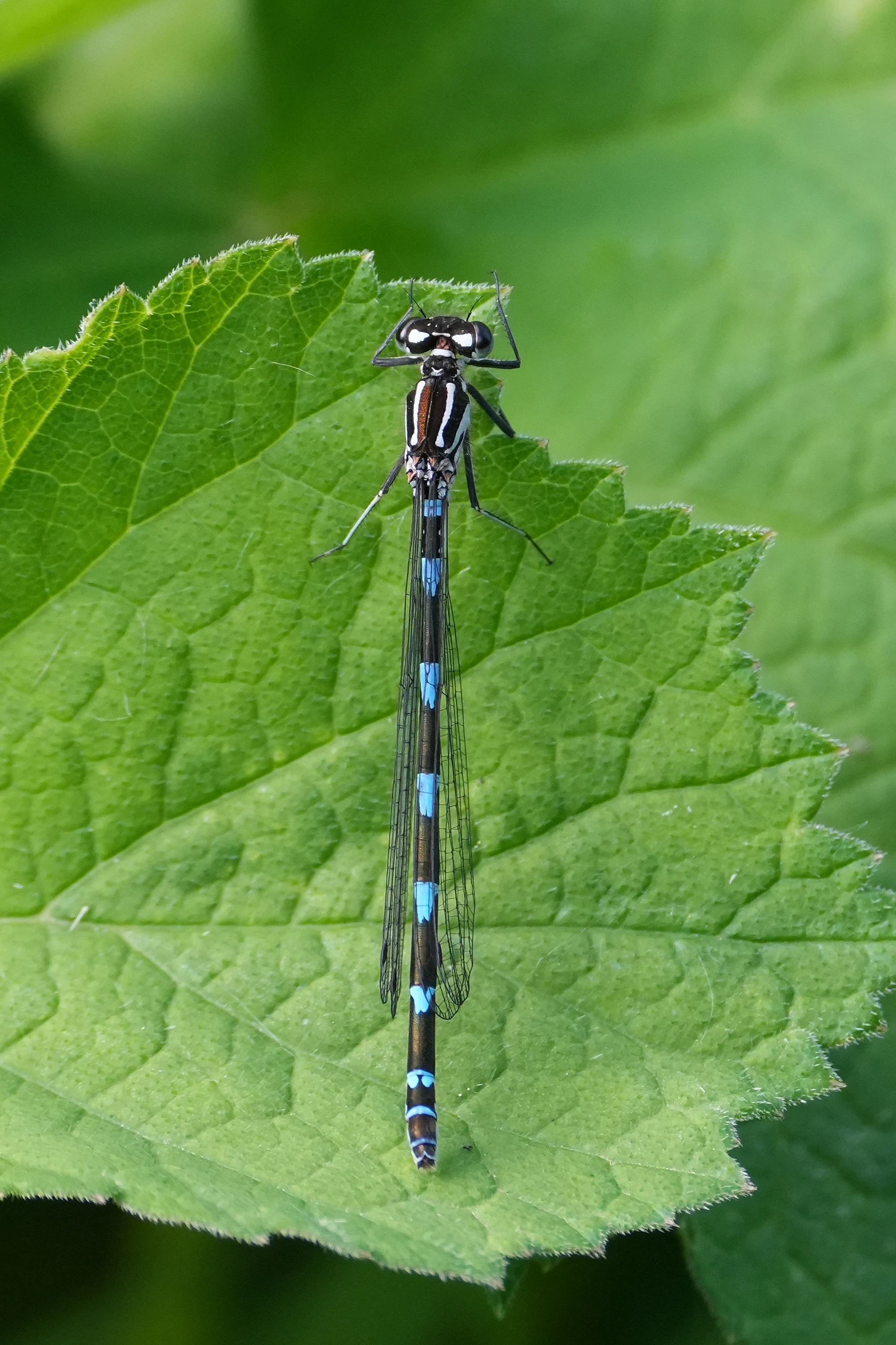 Damselfly, Ham Wall, Somerset, UK — photo by Jim Bennett