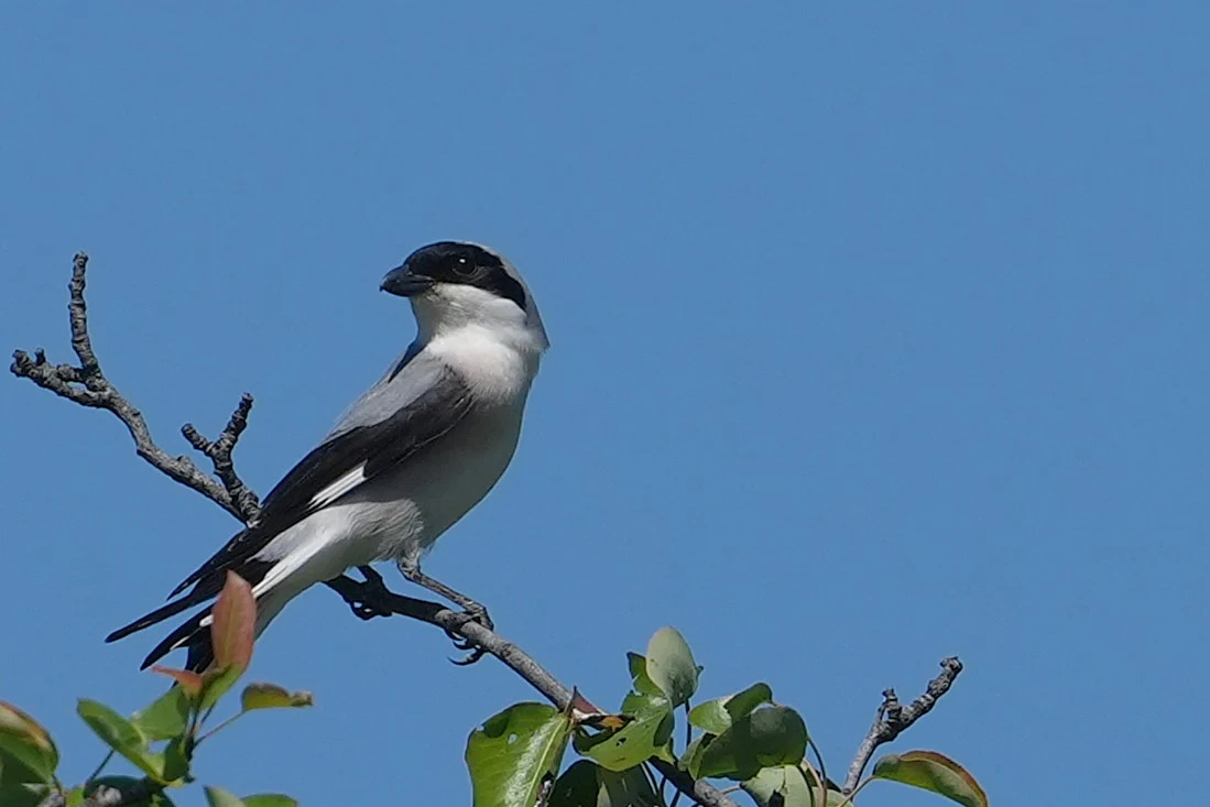Lesser Grey Shrike, Parches, Romania — photo by Jim Bennett