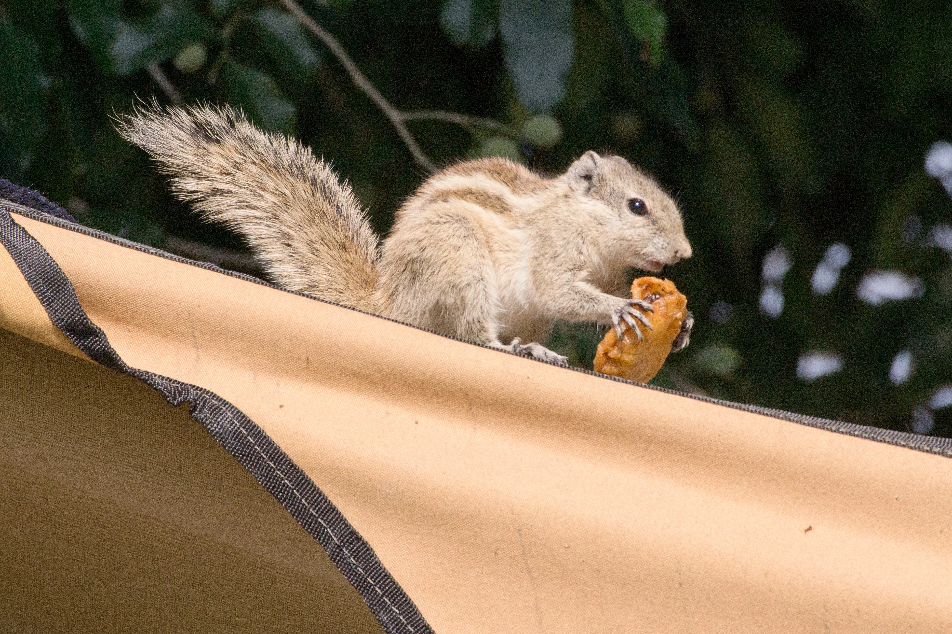 Five-striped Palm Squirrel, Chambal Safari Lodge, Uttar Pradesh, India — photo by Jim Bennett