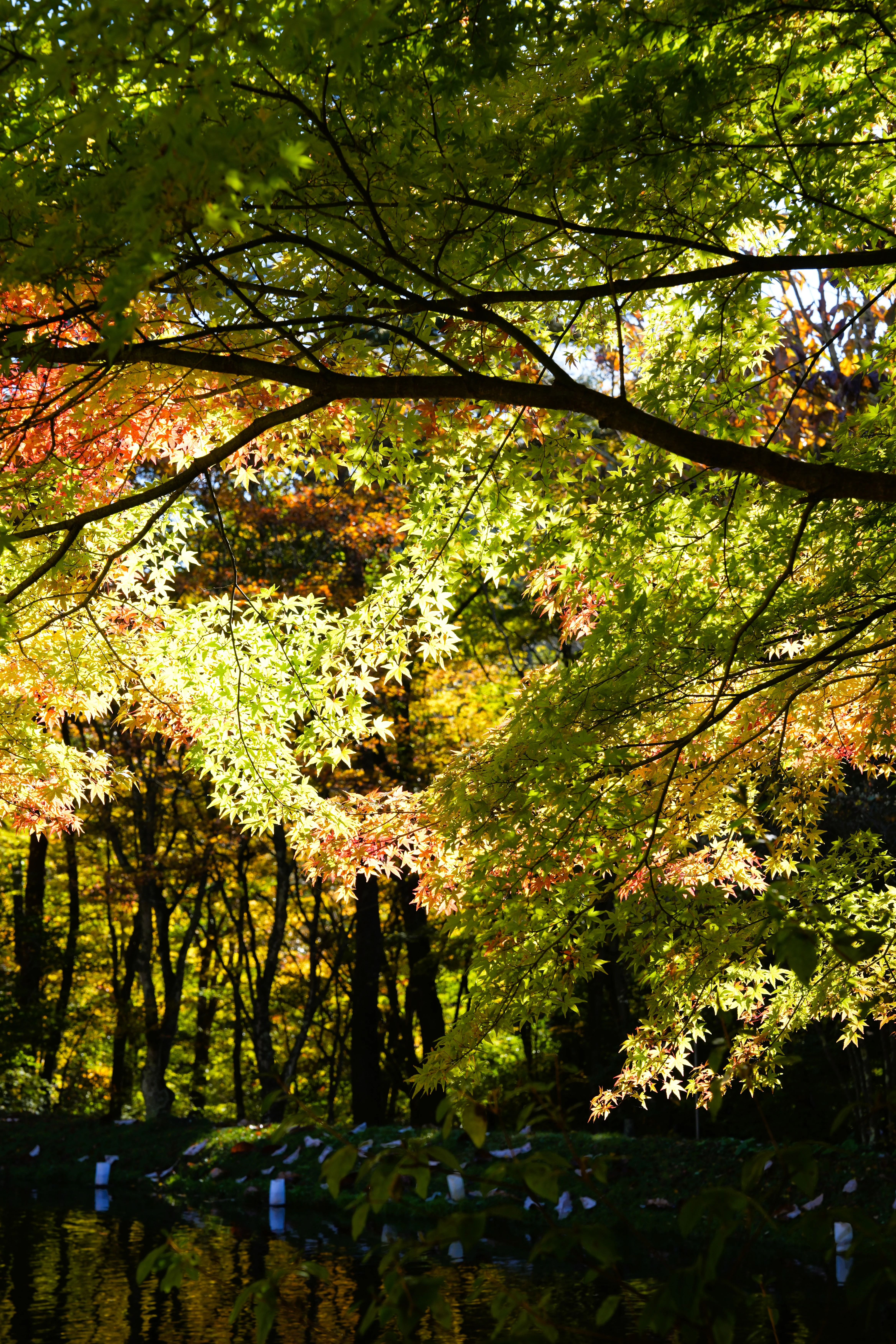 DSC08096, Hoshinoya Karuizawa, Japan — photo by Jim Bennett
