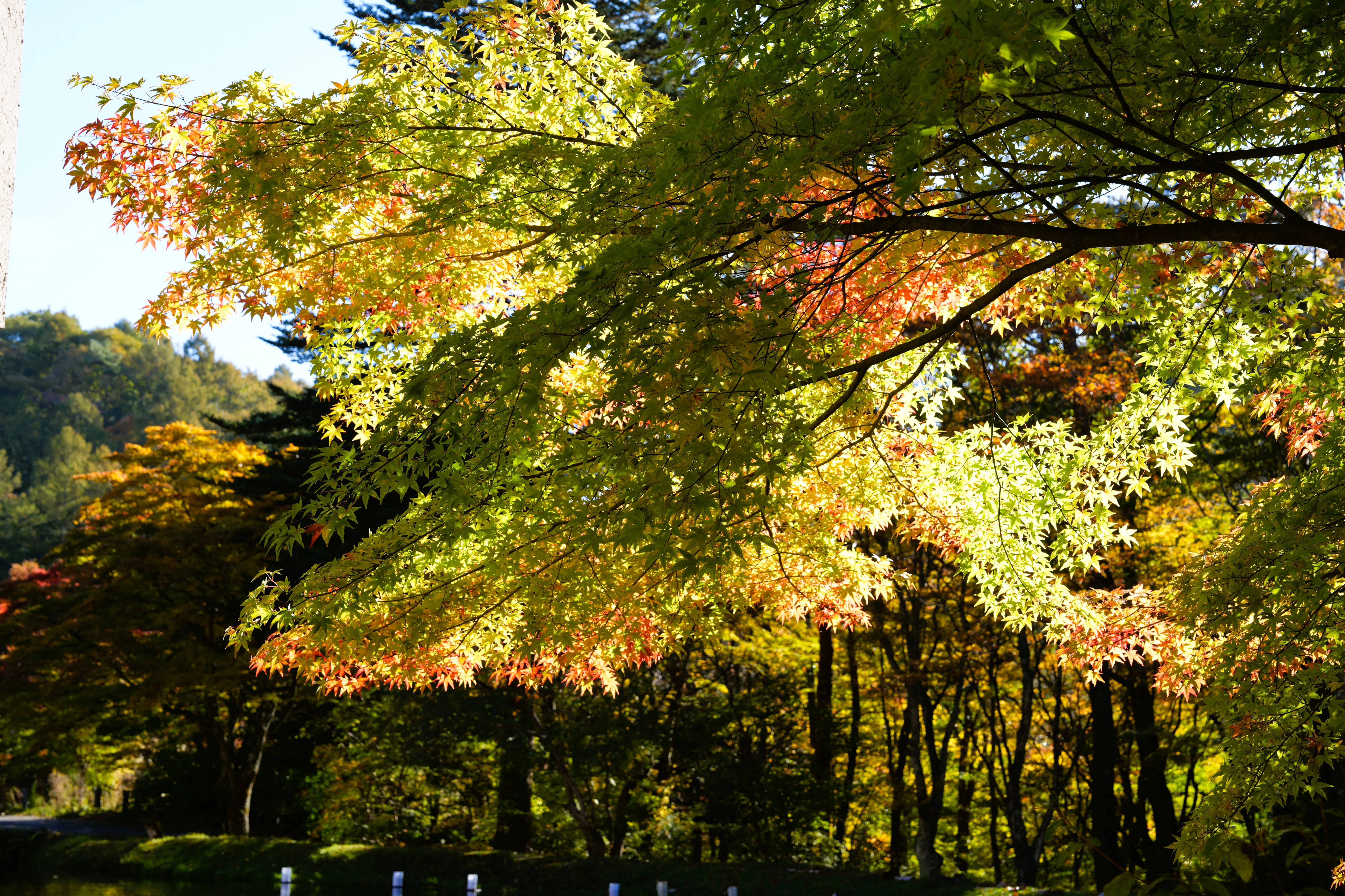 DSC08097, Hoshinoya Karuizawa, Japan — photo by Jim Bennett