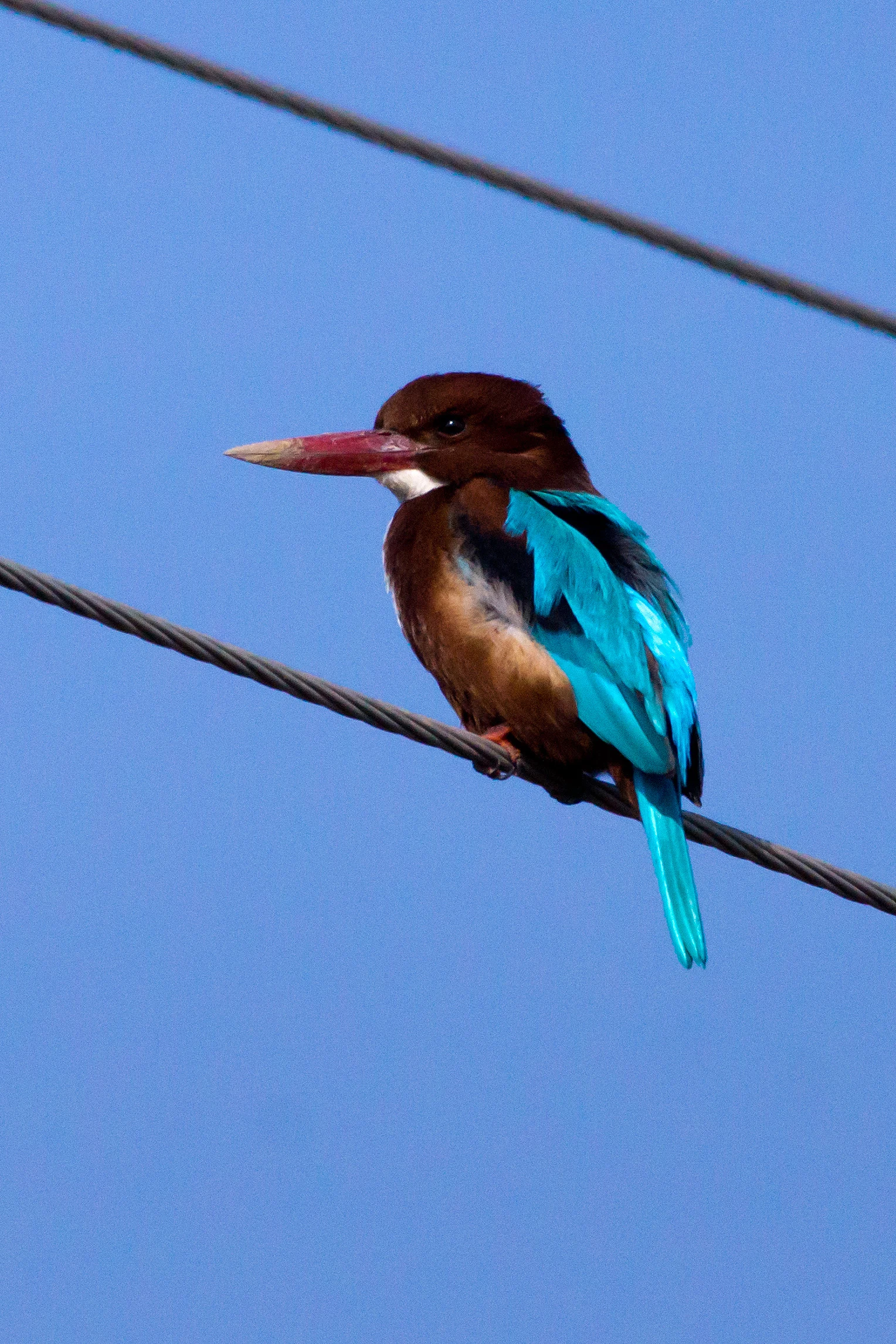 White-throated Kingfisher, near Chambal River, Uttar Pradesh, India — photo by Jim Bennett