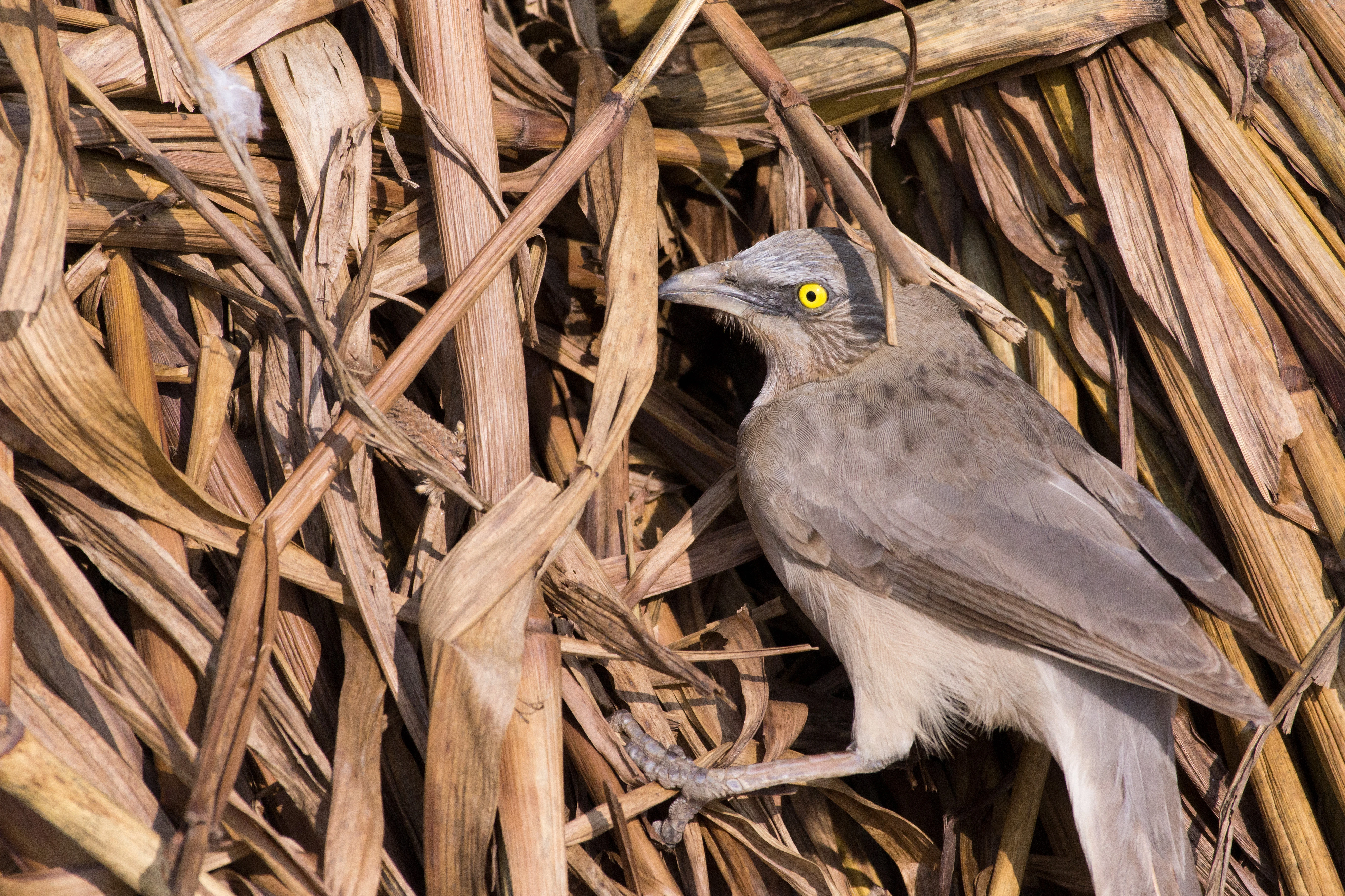 Large Grey Babbler, near Chambal River, Uttar Pradesh, India — photo by Jim Bennett