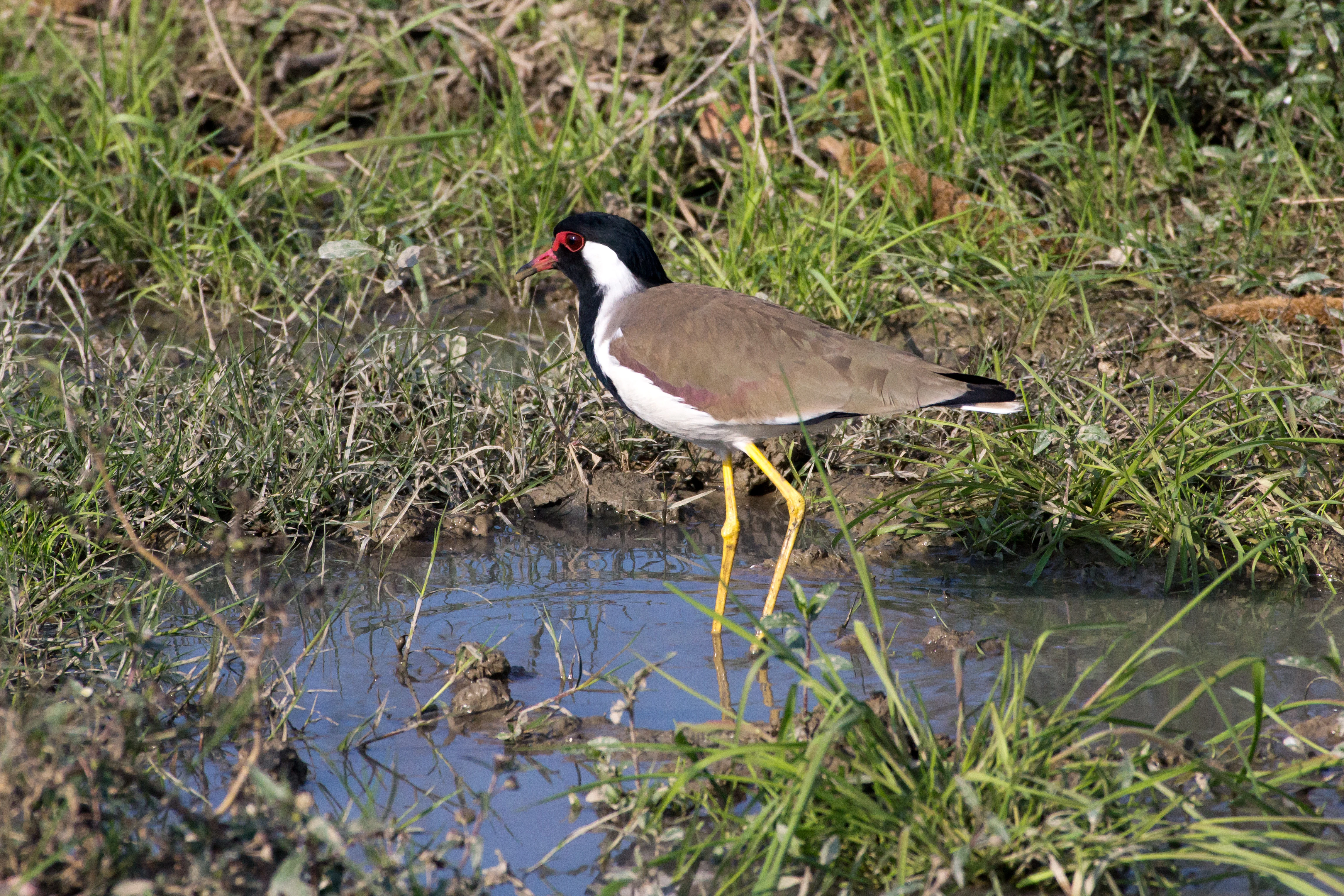 Red-wattled Lapwing, near Chambal River, Uttar Pradesh, India — photo by Jim Bennett