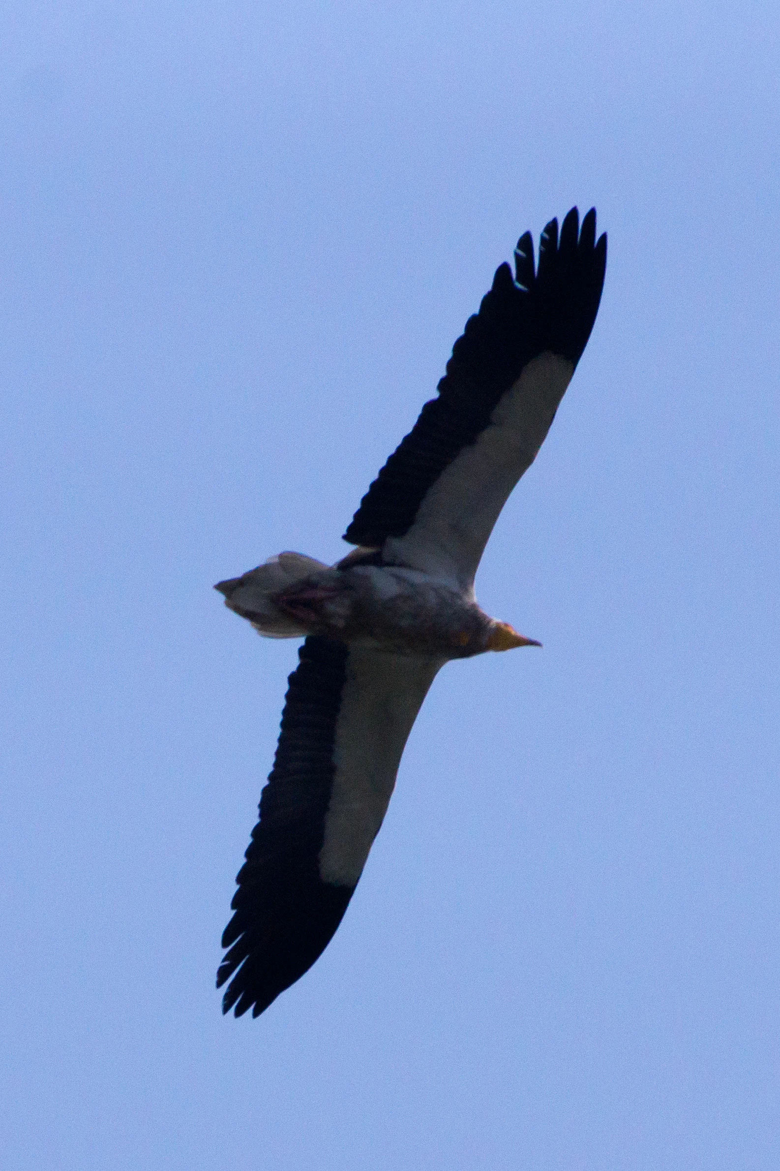 Egyptian Vulture, Chambal River, Uttar Pradesh, India — photo by Jim Bennett
