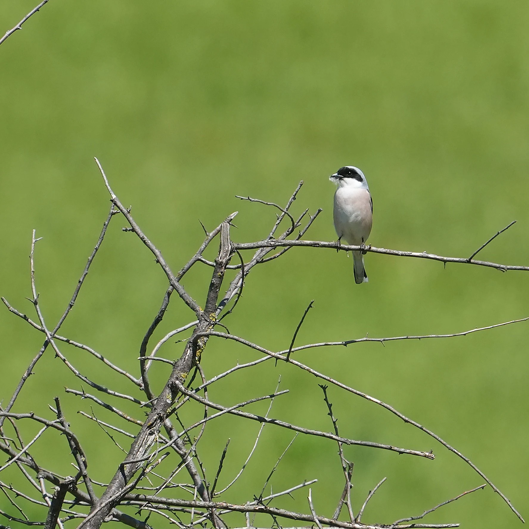 Lesser Grey Shrike, Parches, Romania — photo by Jim Bennett