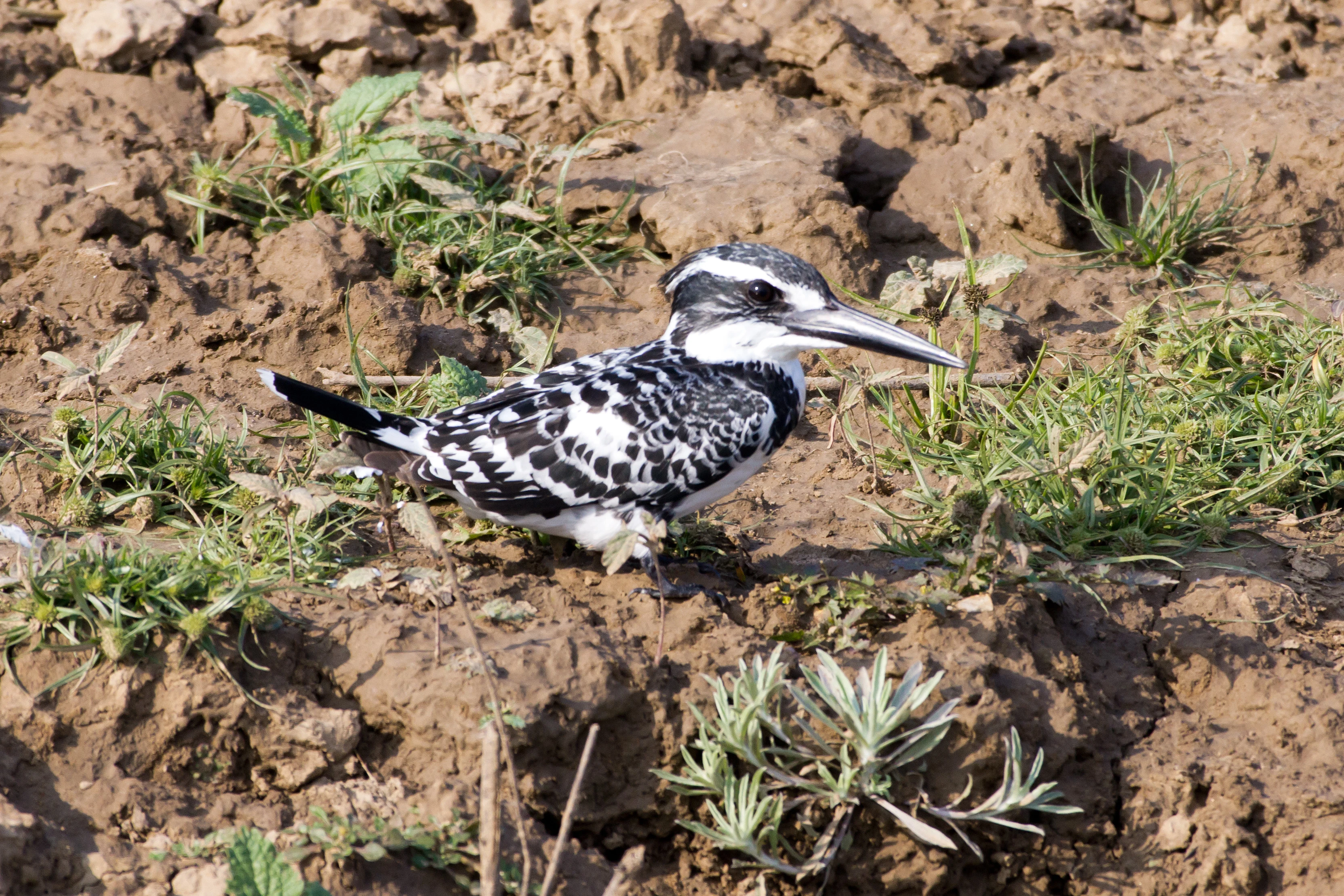 Pied Kingfisher, Chambal River, Uttar Pradesh, India — photo by Jim Bennett