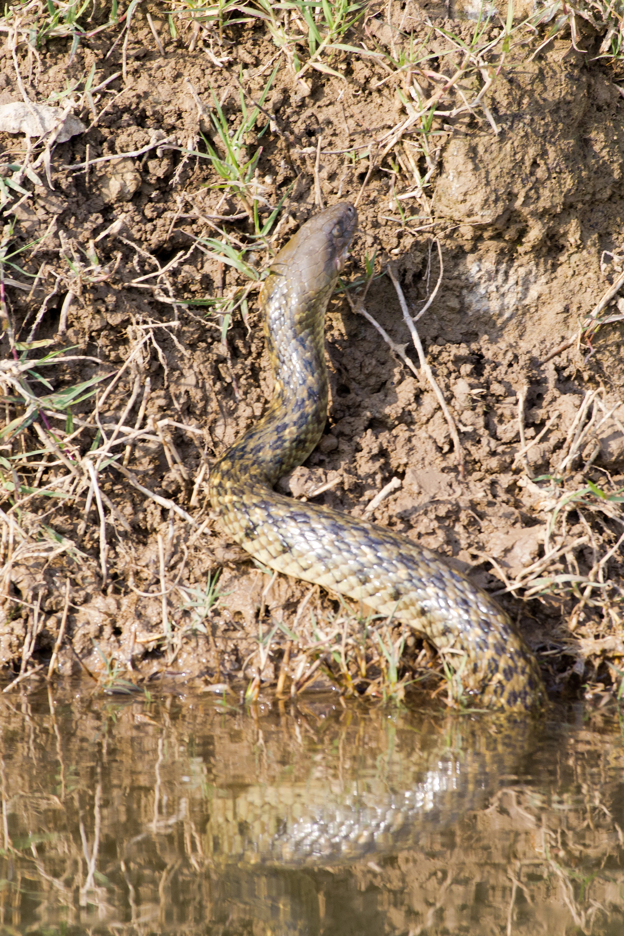 Common Smooth Water Snake, Chambal River, Uttar Pradesh, India — photo by Jim Bennett
