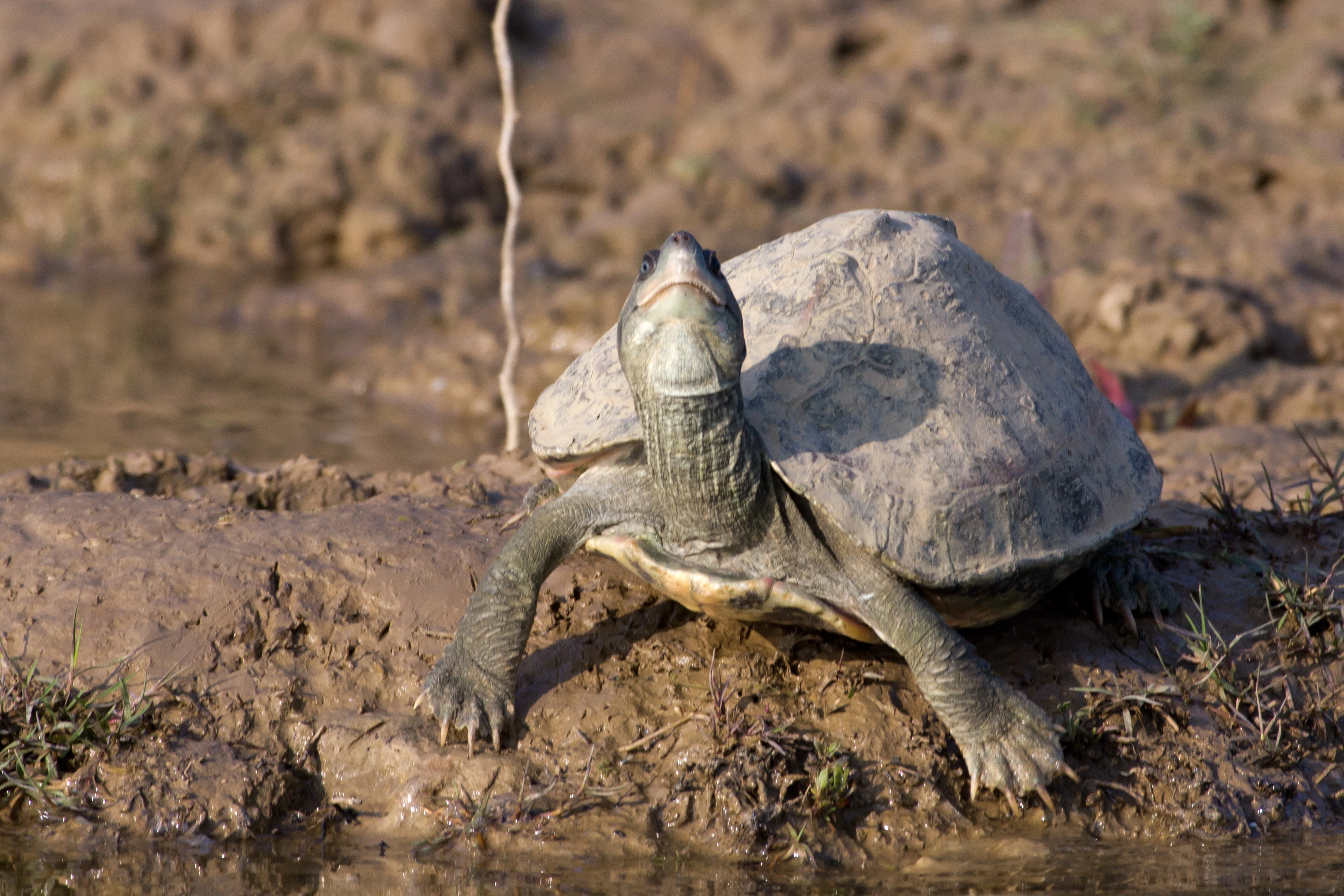 Indian Tent Turtle, Chambal River, Uttar Pradesh, India — photo by Jim Bennett