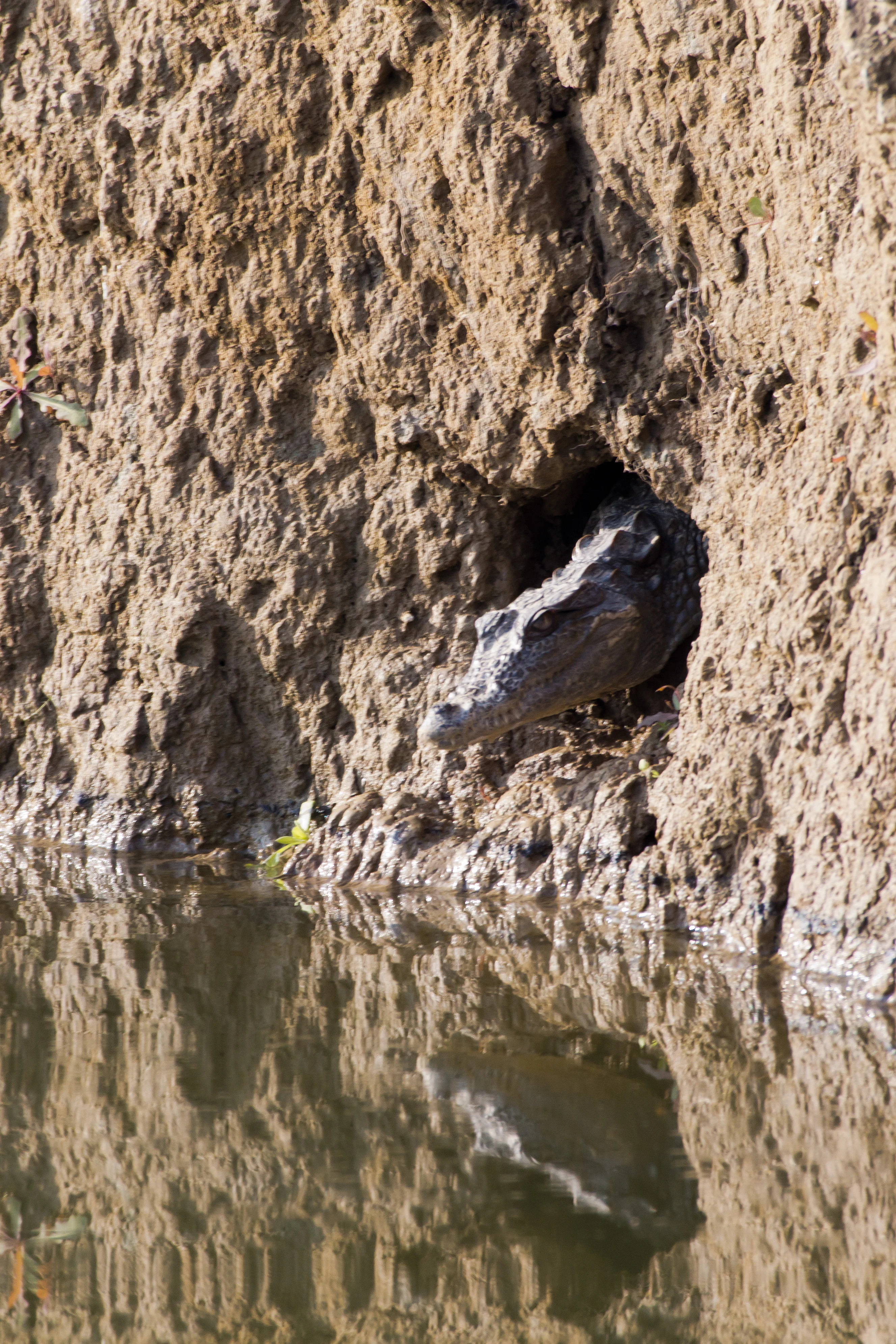 Marsh Crocodile, Chambal River, Uttar Pradesh, India — photo by Jim Bennett