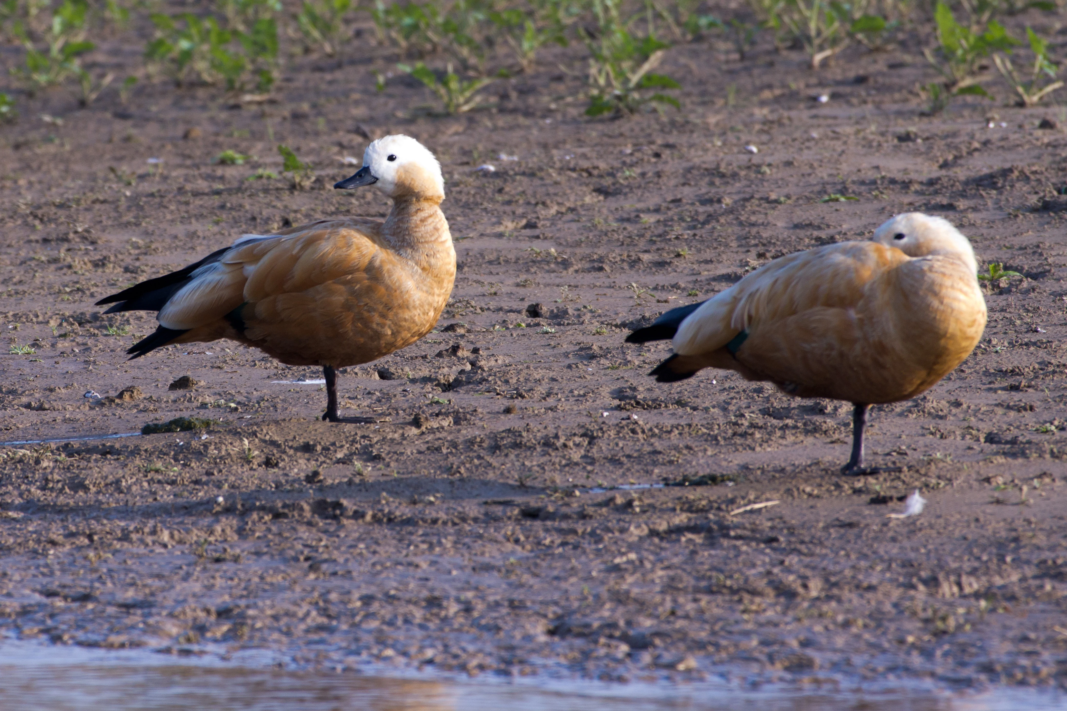 Ruddy Shelduck, Chambal River, Uttar Pradesh, India — photo by Jim Bennett