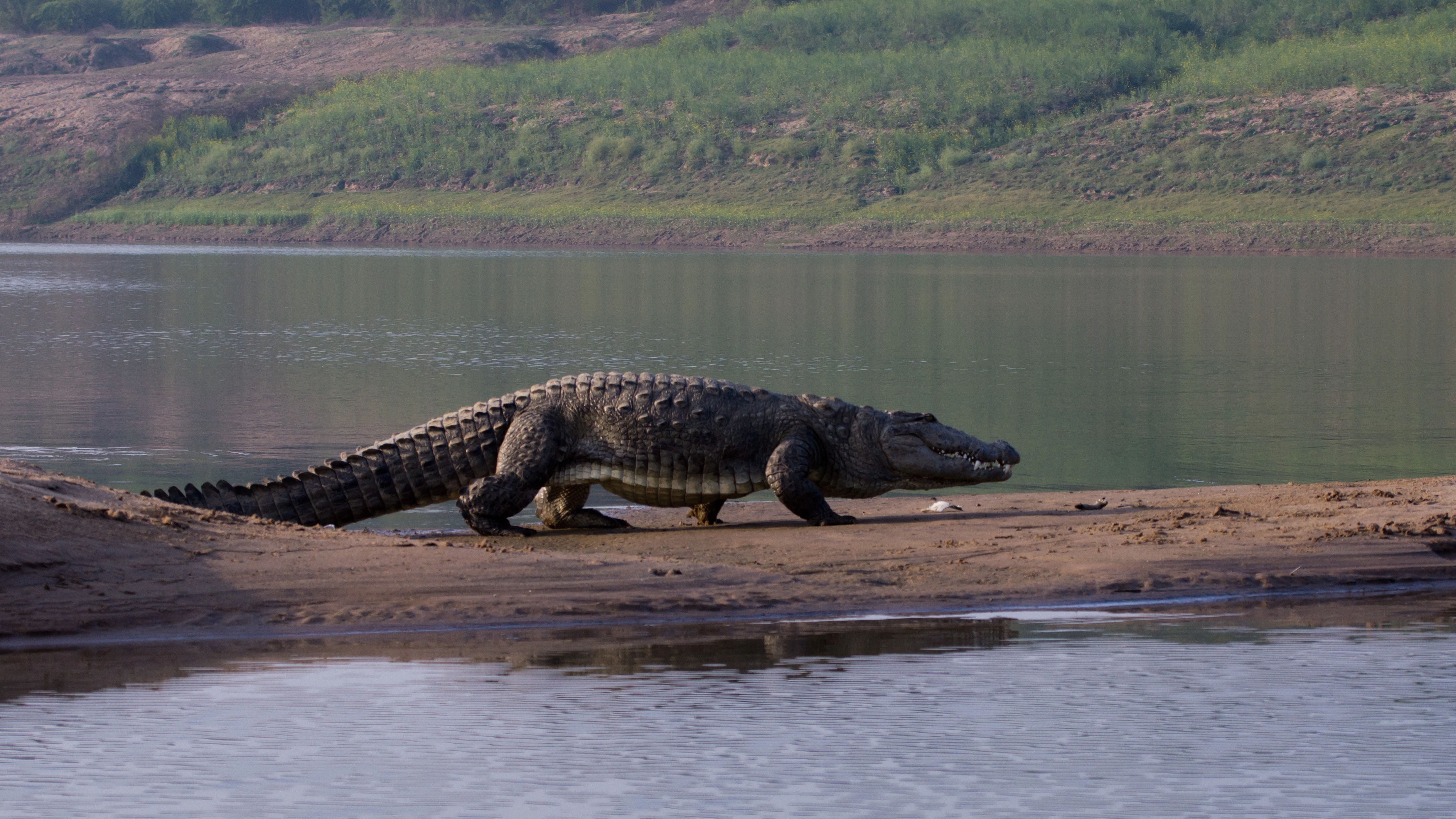 Marsh Crocodile, Chambal River, Uttar Pradesh, India — photo by Jim Bennett