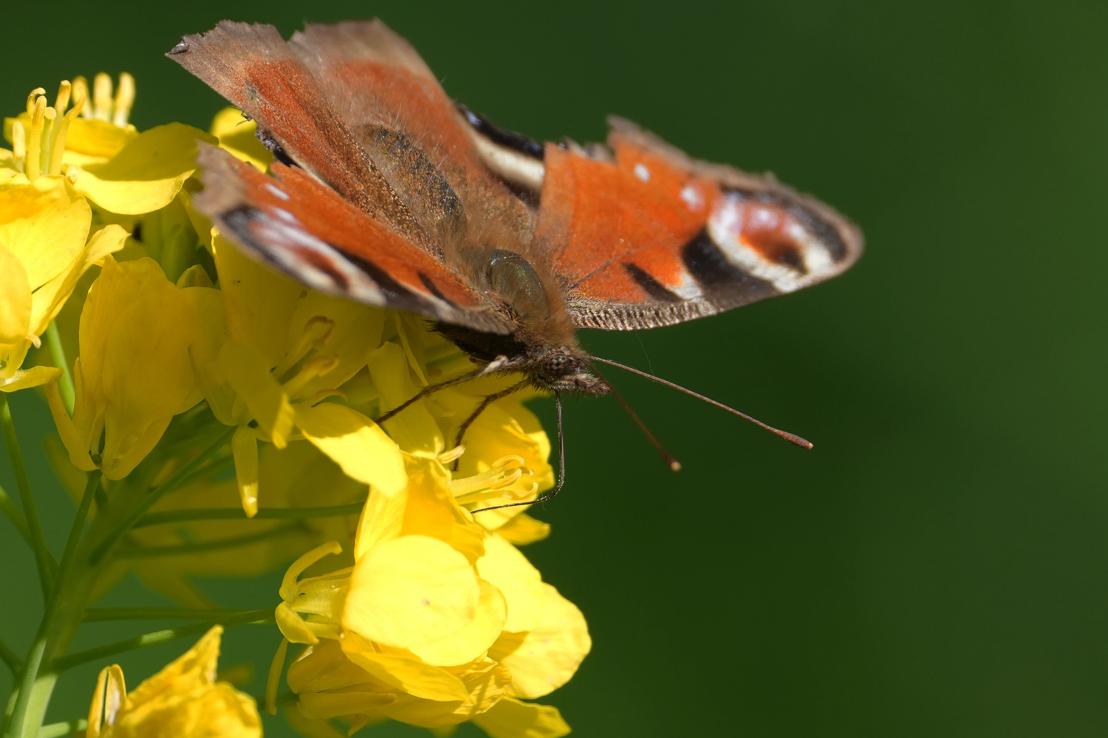 Peacock Butterfly, Ham Wall, Somerset, UK — photo by Jim Bennett