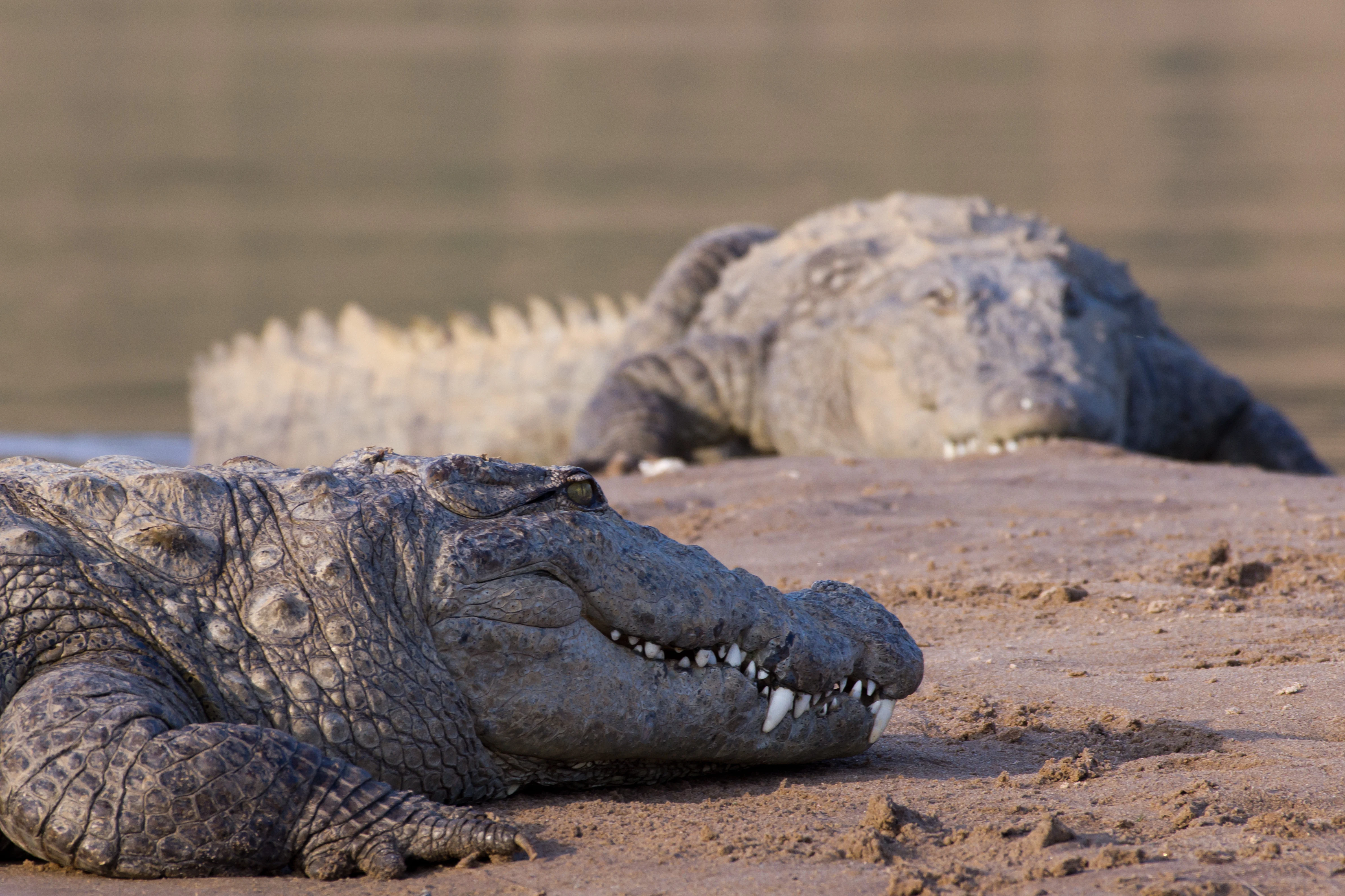Marsh Crocodiles (Muggers), Chambal River, Uttar Pradesh, India — photo by Jim Bennett