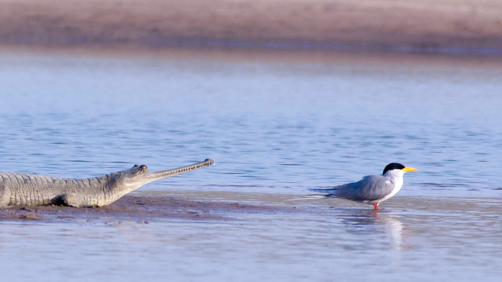River Tern & Gharial, Chambal River, Uttar Pradesh, India — photo by Jim Bennett