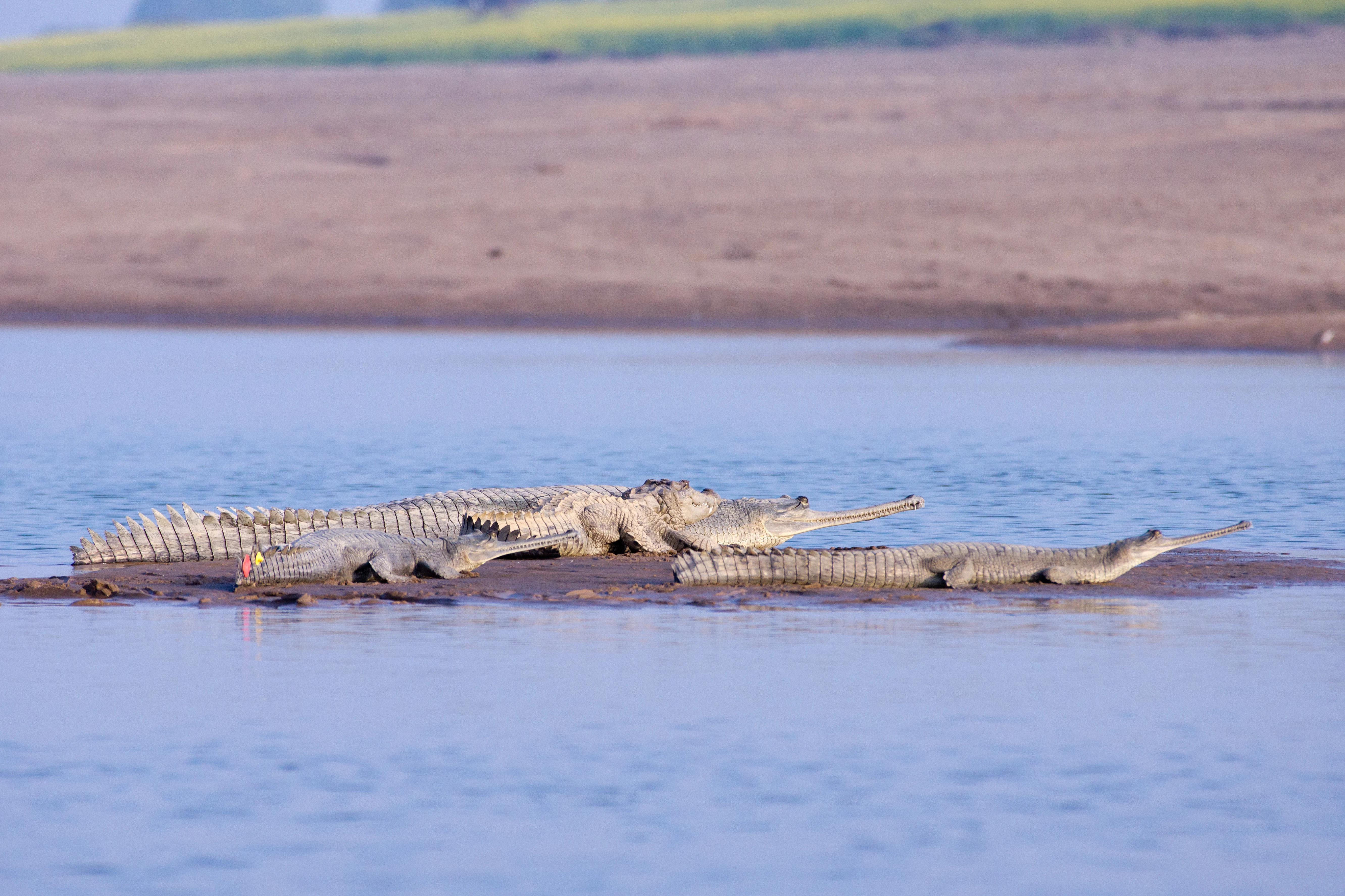 Gharials & Marsh Crocodile, Chambal River, Uttar Pradesh, India — photo by Jim Bennett
