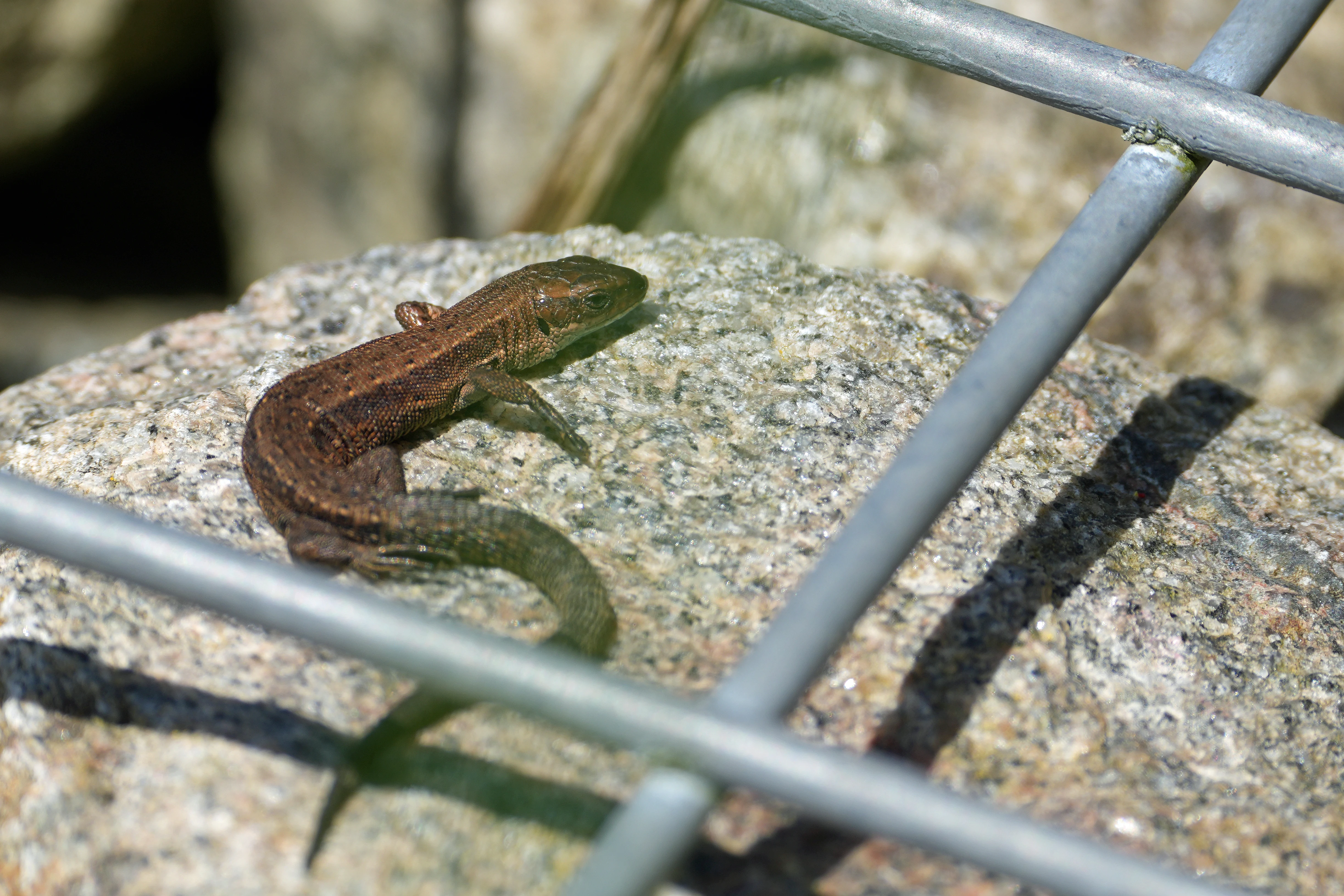 Common Lizard, Ham Wall, Somerset, UK — photo by Jim Bennett