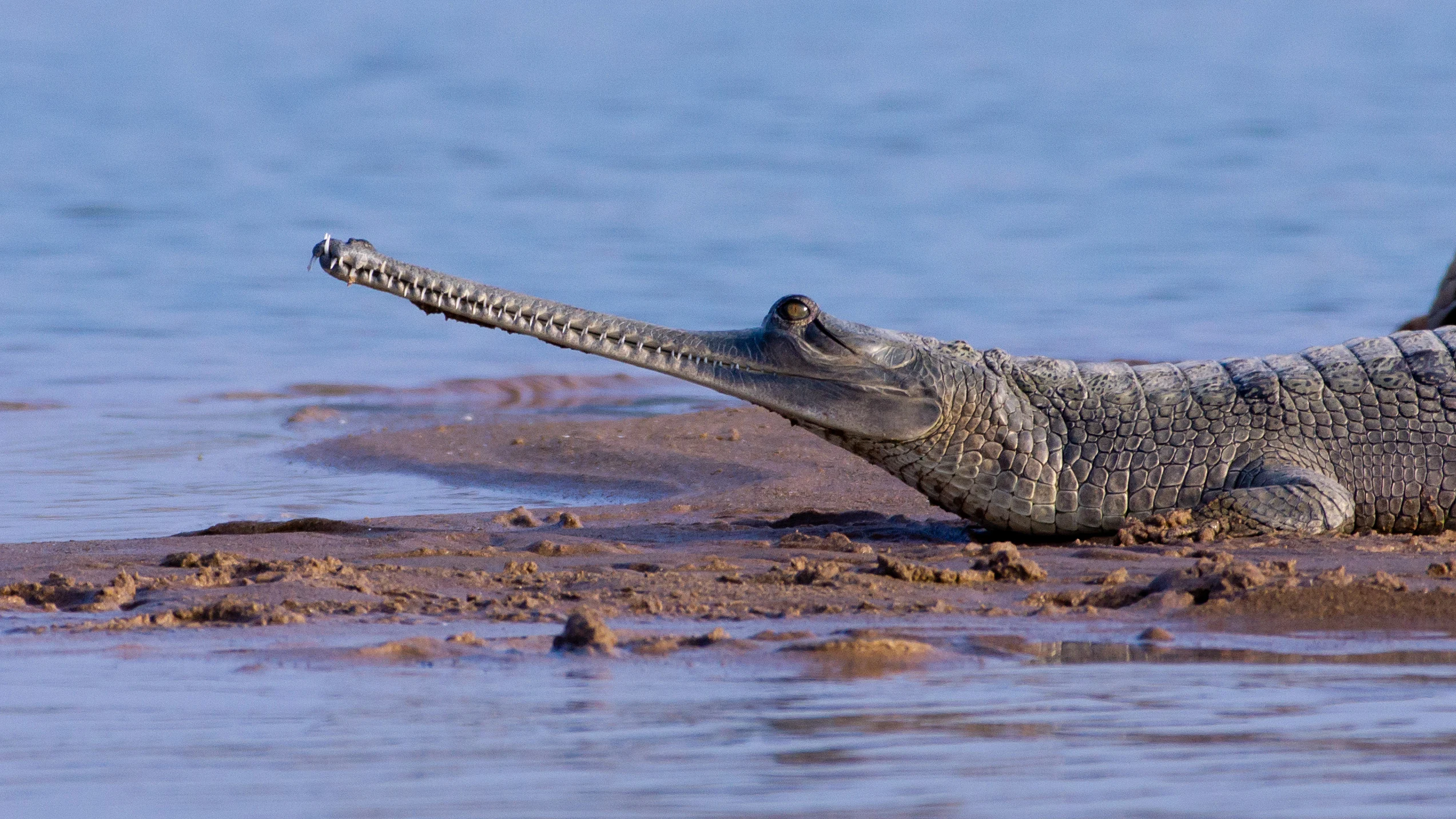 Gharial, Chambal River, Uttar Pradesh, India — photo by Jim Bennett