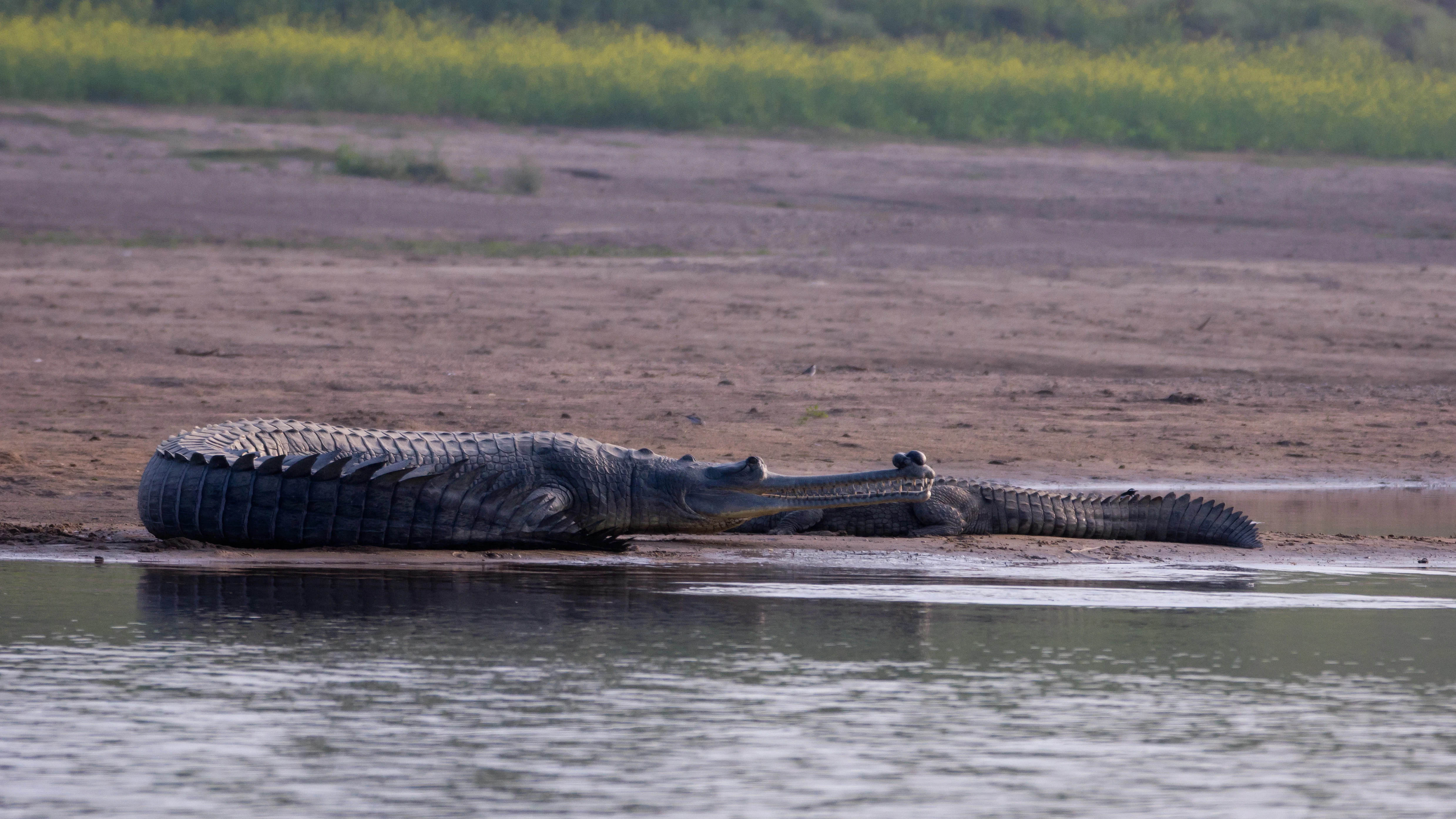 Gharial, Chambal River, Uttar Pradesh, India — photo by Jim Bennett