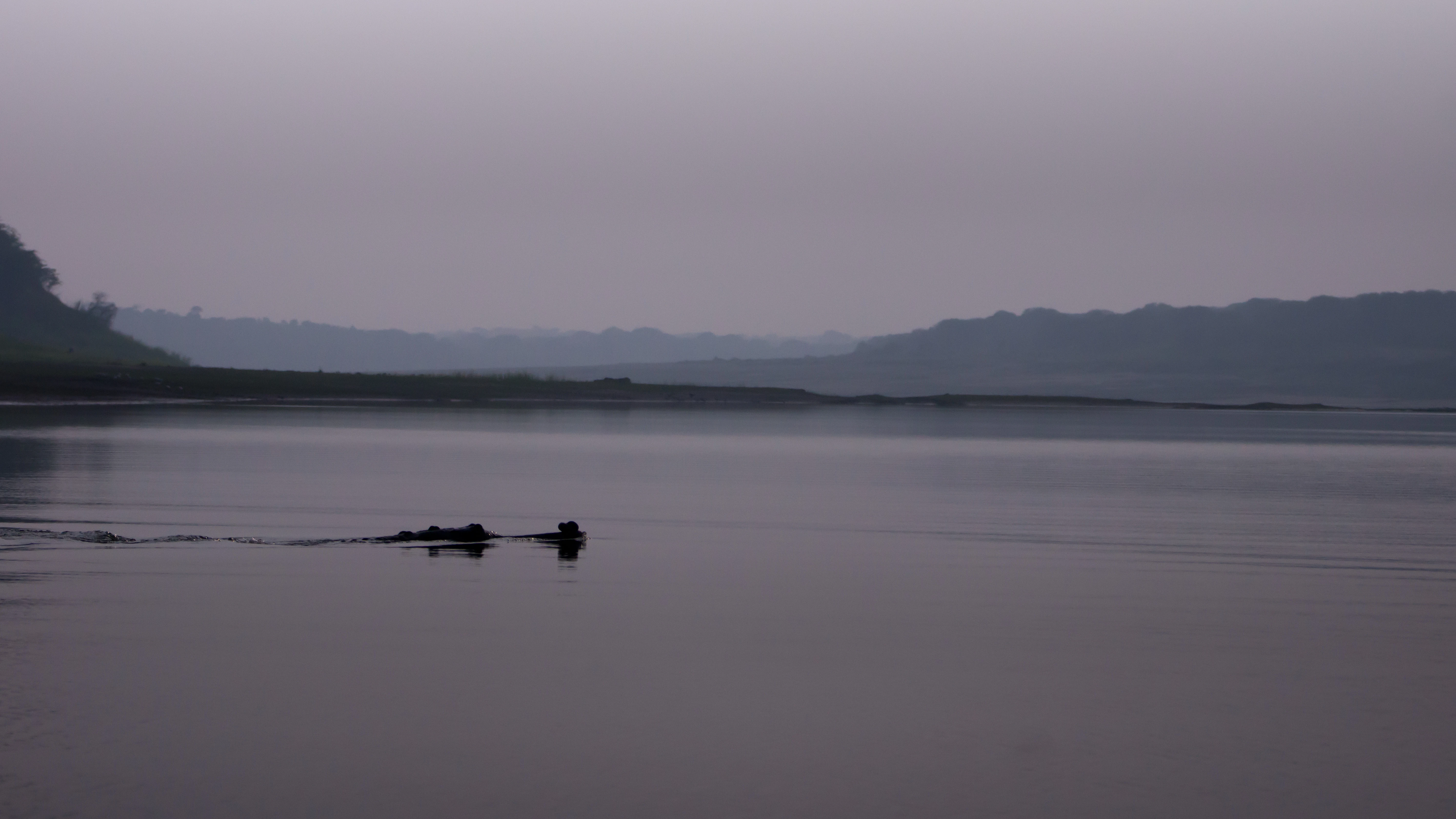 Gharial, Chambal River, Uttar Pradesh, India — photo by Jim Bennett