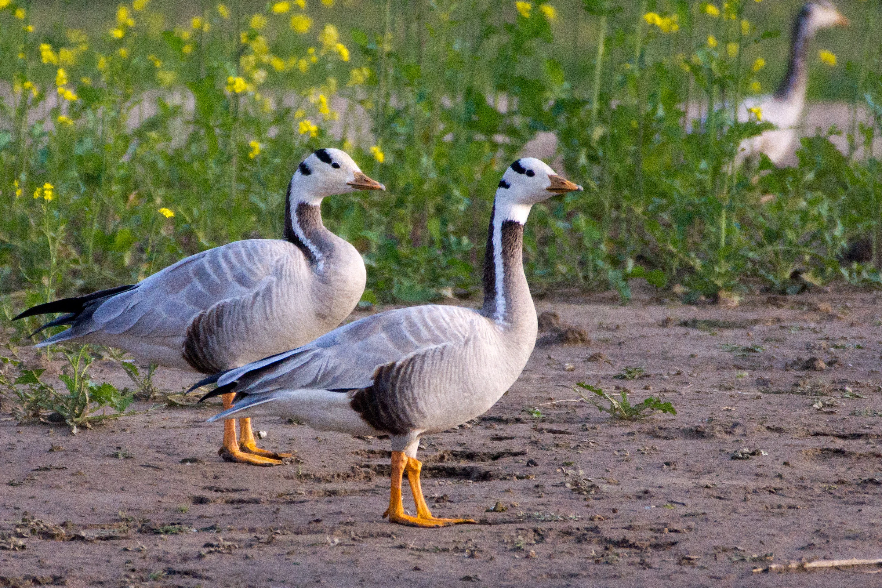 Bar-headed Goose, Chambal River, Uttar Pradesh, India — photo by Jim Bennett