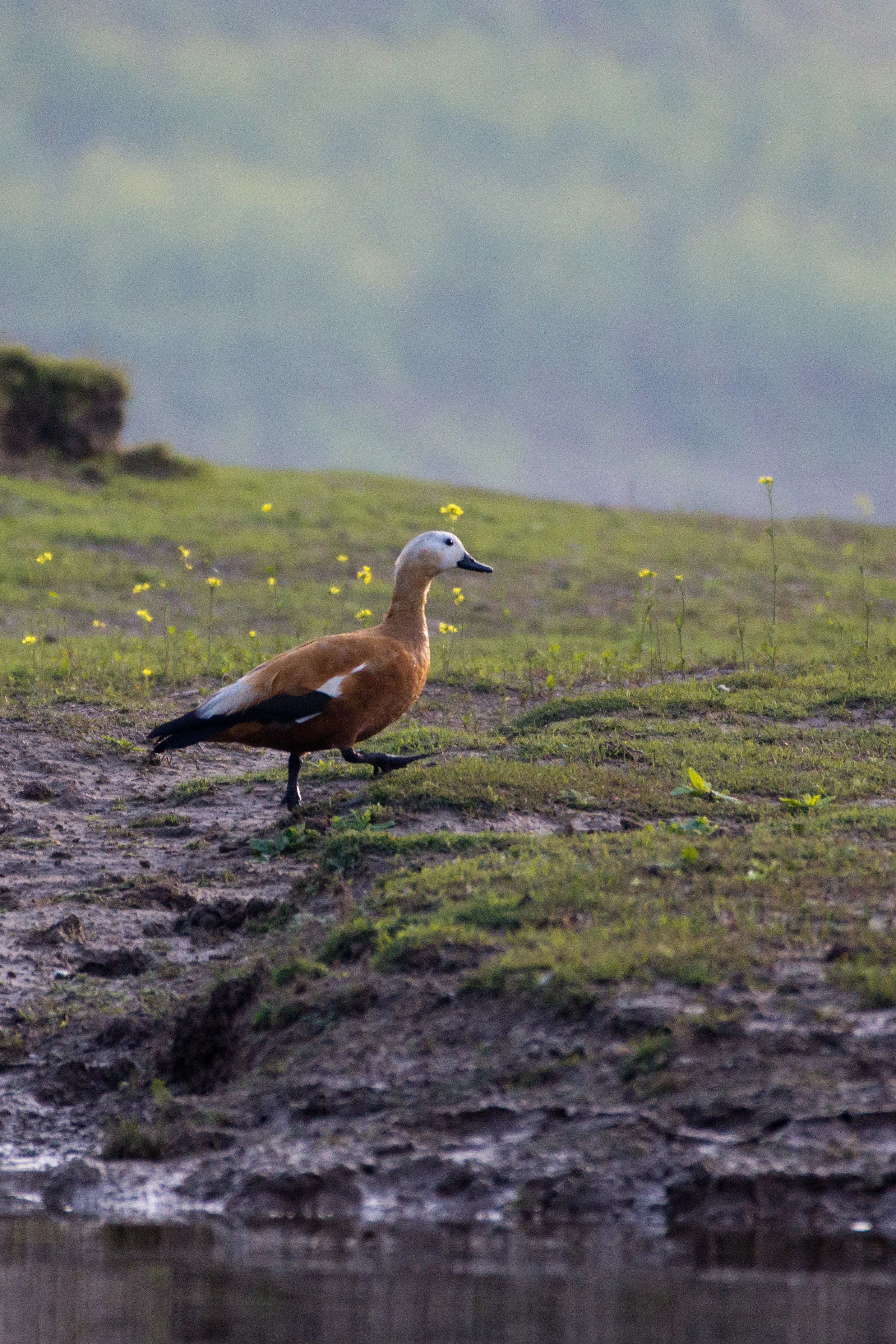 Ruddy Shelduck, Chambal River, Uttar Pradesh, India — photo by Jim Bennett