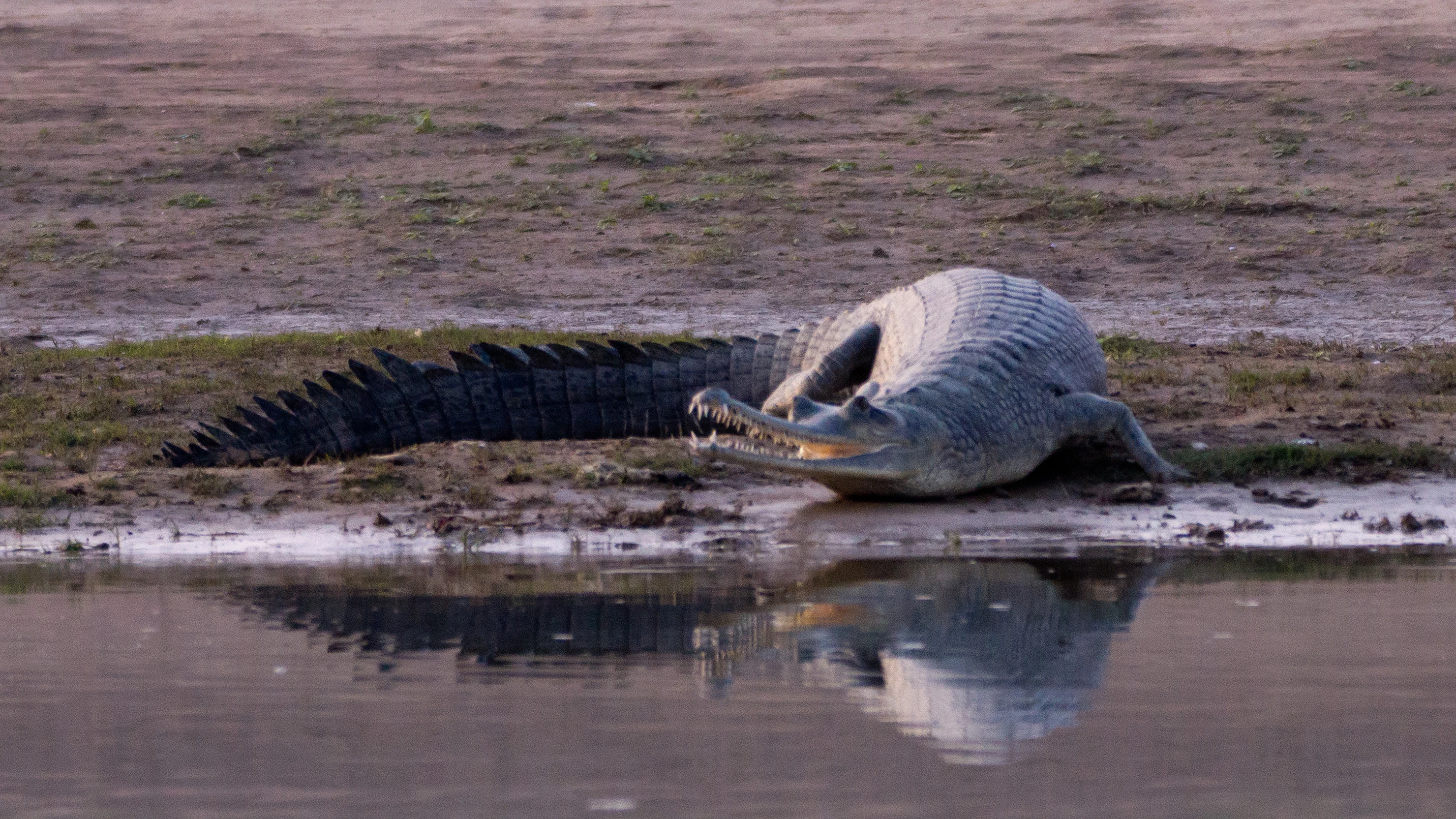 Gharial, Chambal River, Uttar Pradesh, India — photo by Jim Bennett