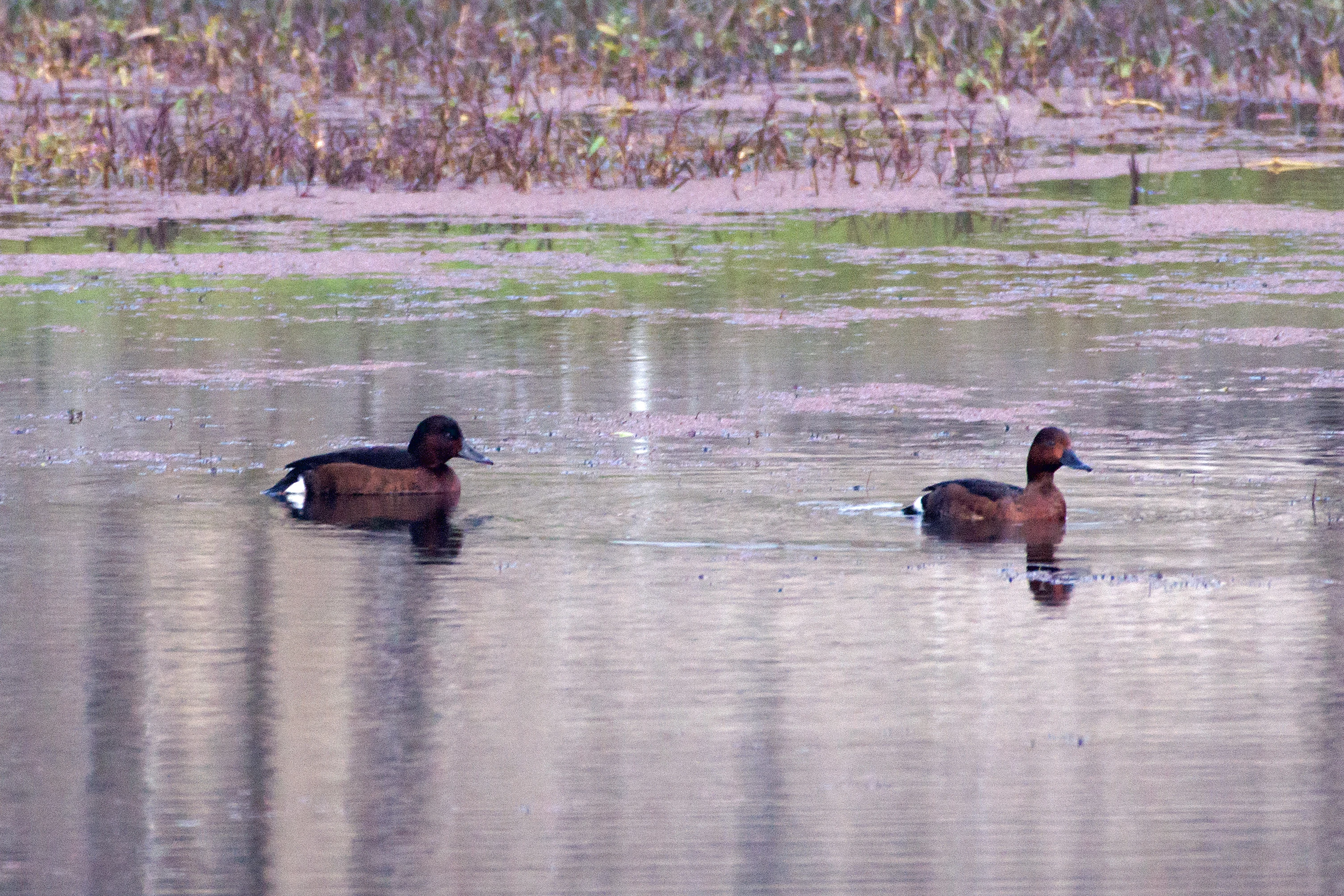 Ferruginous Ducks, near Chambal Safari Lodge, Uttar Pradesh, India — photo by Jim Bennett