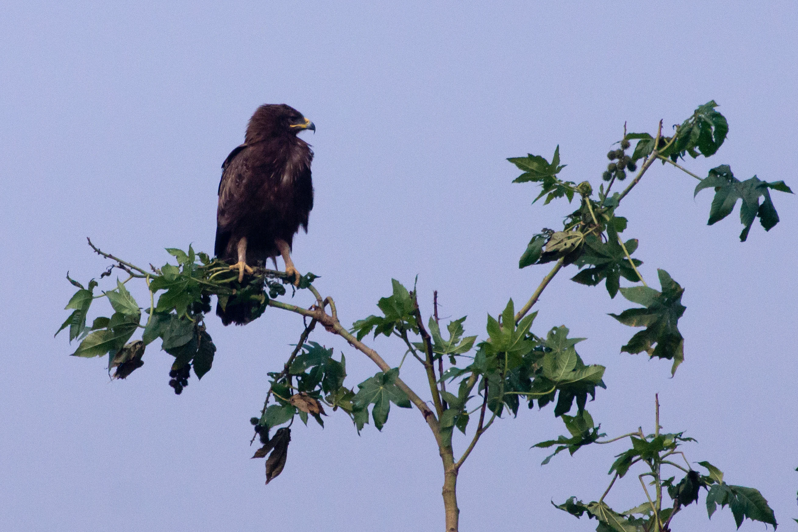 Greater Spotted Eagle, near Chambal Safari Lodge, Uttar Pradesh, India — photo by Jim Bennett
