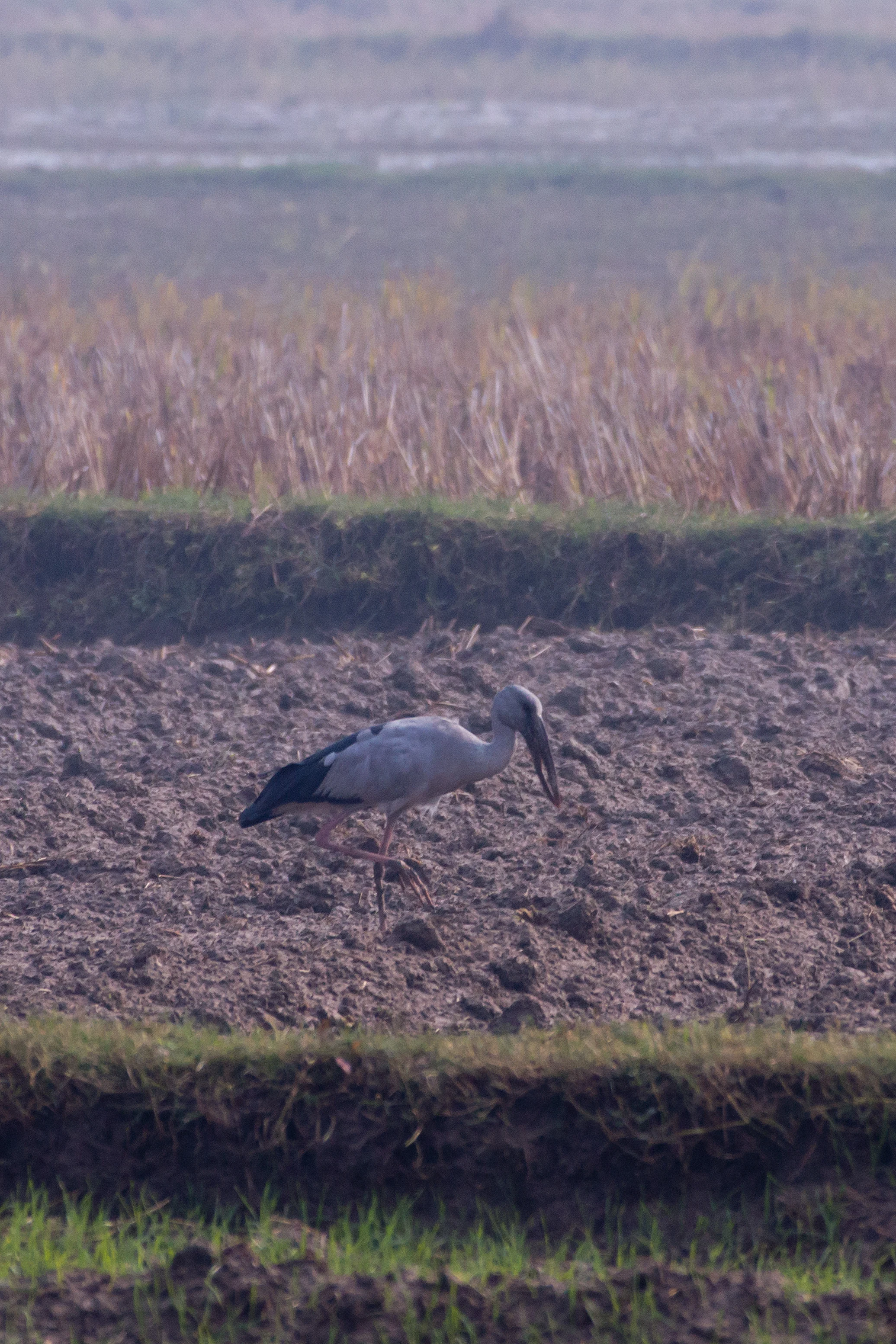 Asian Openbill, near Chambal Safari Lodge, Uttar Pradesh, India — photo by Jim Bennett