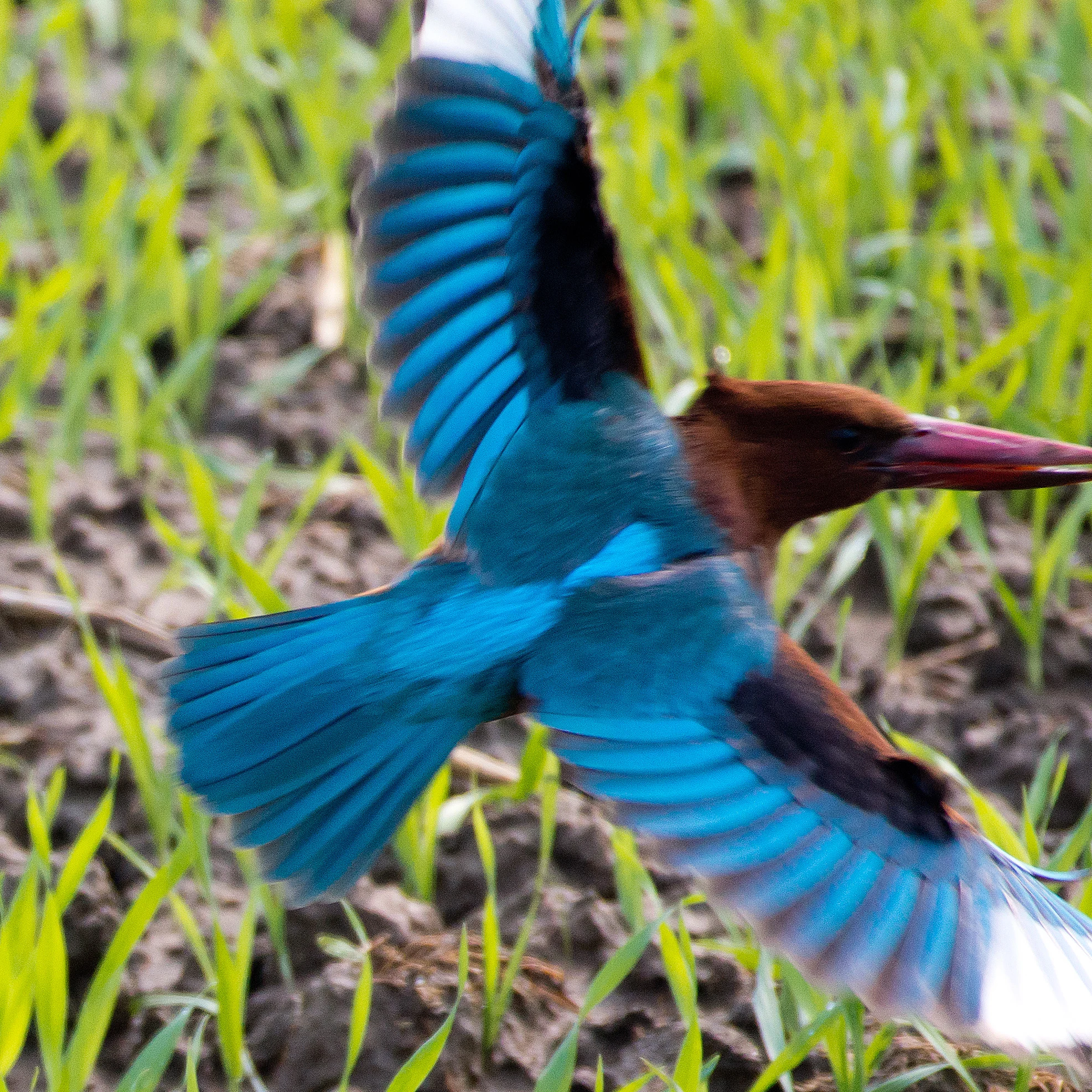 White-throated Kingfisher, near Chambal  Safari Lodge, Uttar Pradesh, India — photo by Jim Bennett
