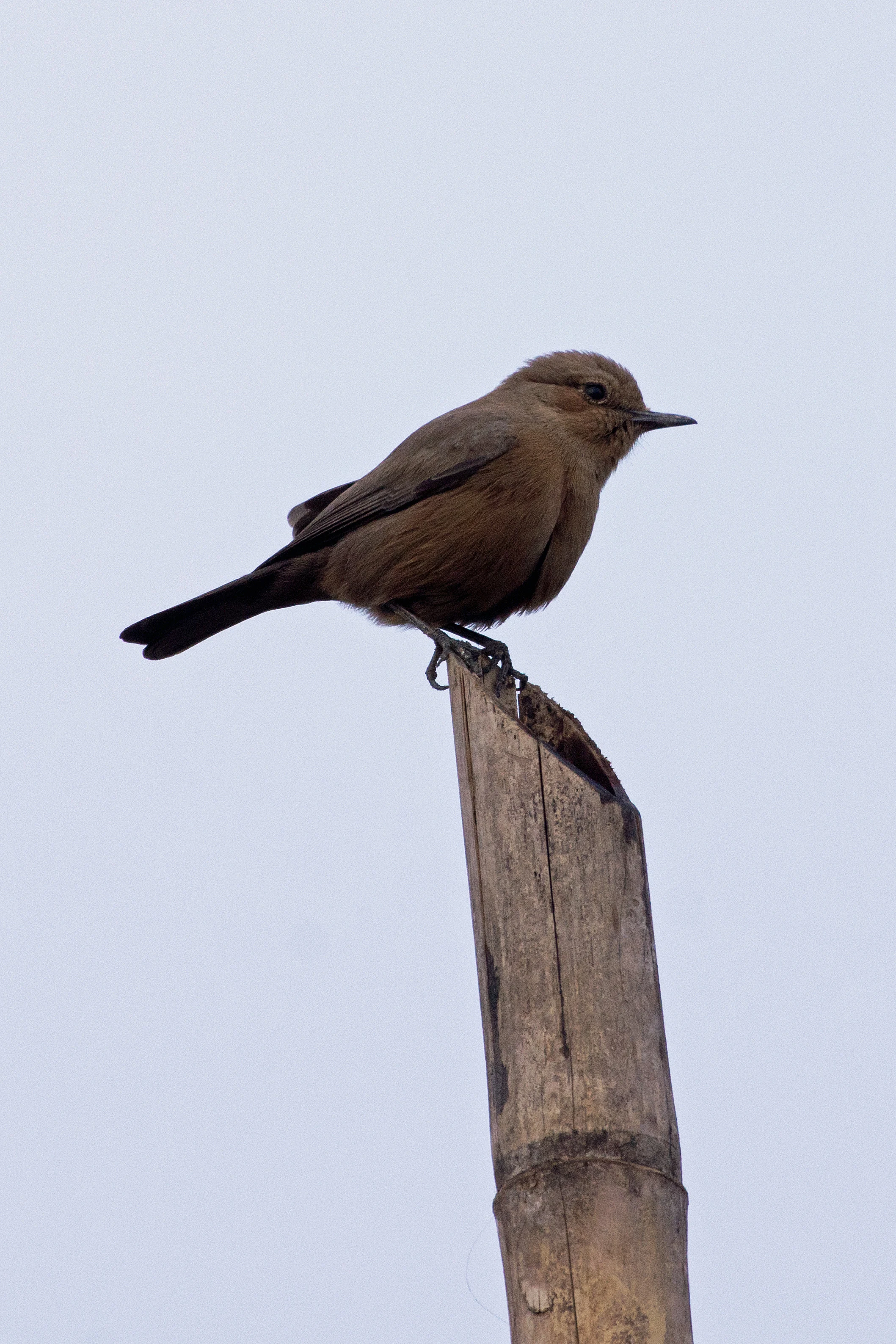 Brown Rock Chat, near Chambal Safari Lodge, Uttar Pradesh, India — photo by Jim Bennett