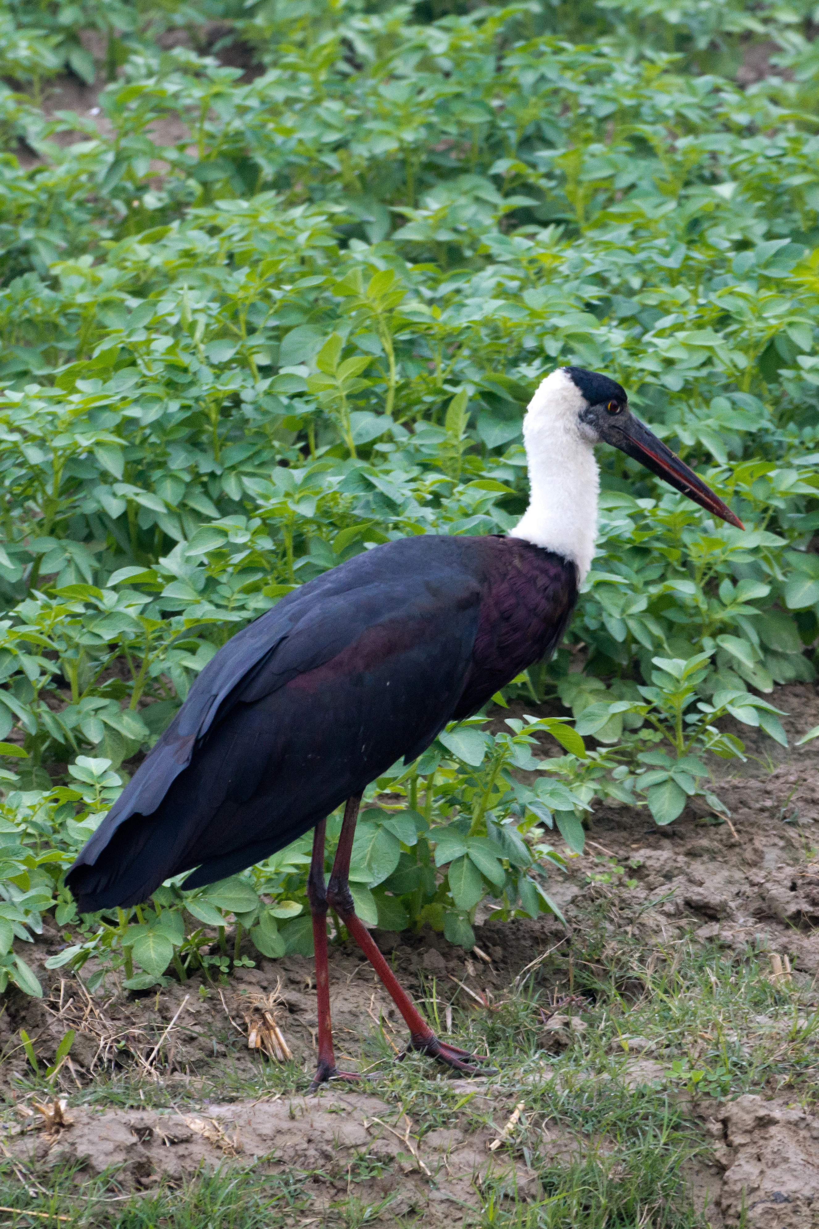 Asian Woolly-necked Stork, near Chambal Safari Lodge, Uttar Pradesh, India — photo by Jim Bennett