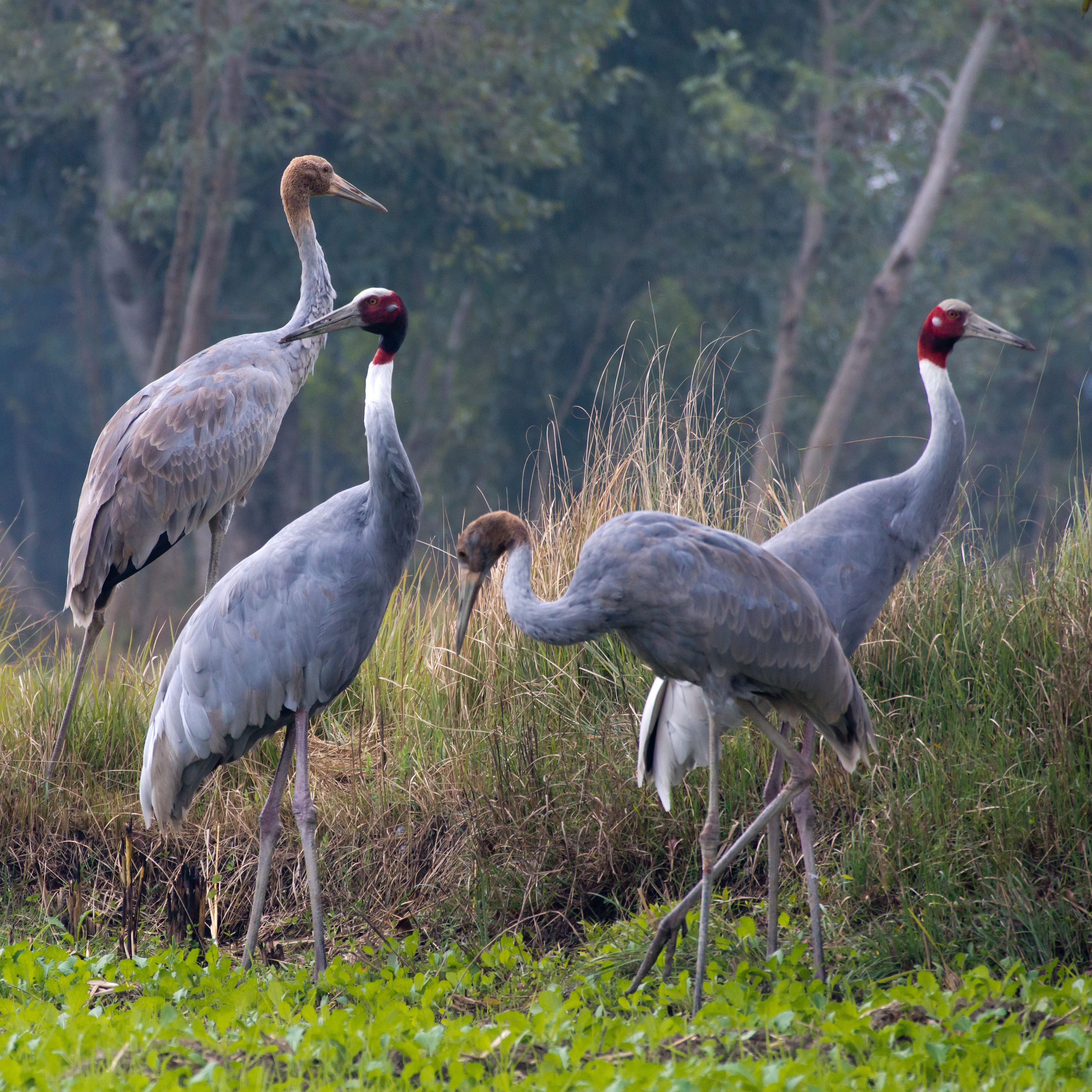 Sarus Cranes, near Chambal Safari Lodge, Uttar Pradesh, India — photo by Jim Bennett