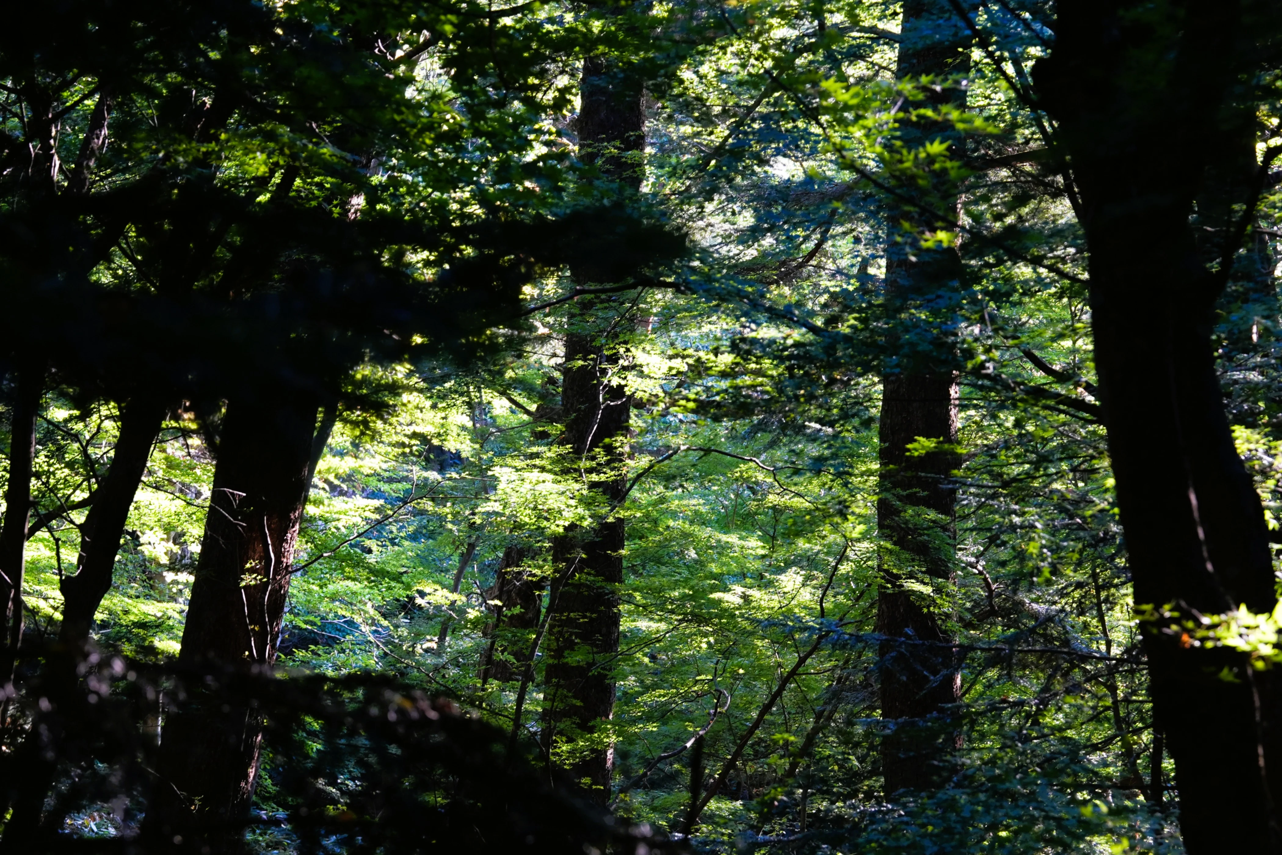 DSC08262, Shiroyama Park, Takayama, Japan — photo by Jim Bennett